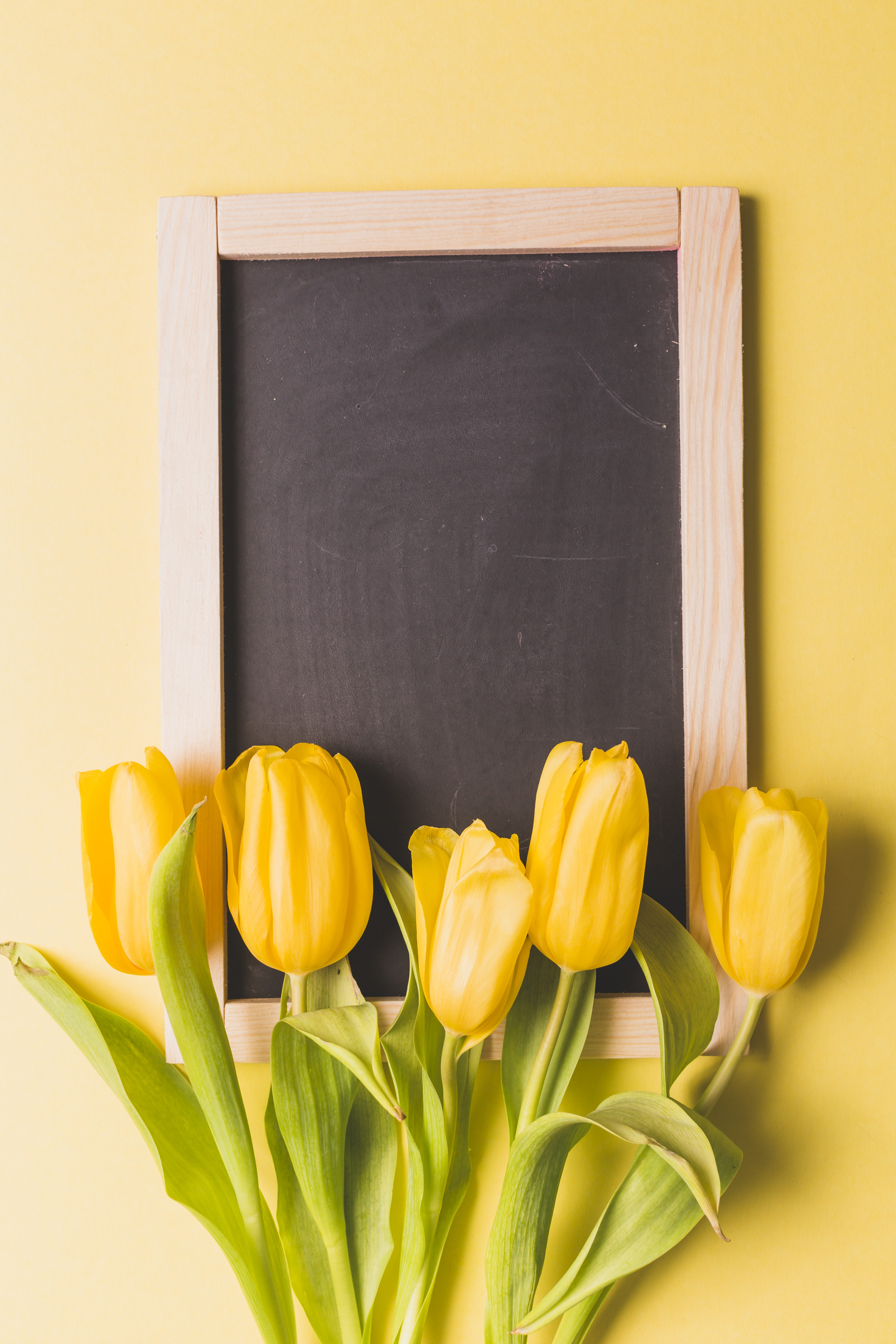 Yellow Tulips in front of a Blackboard HD Phone Wallpaper