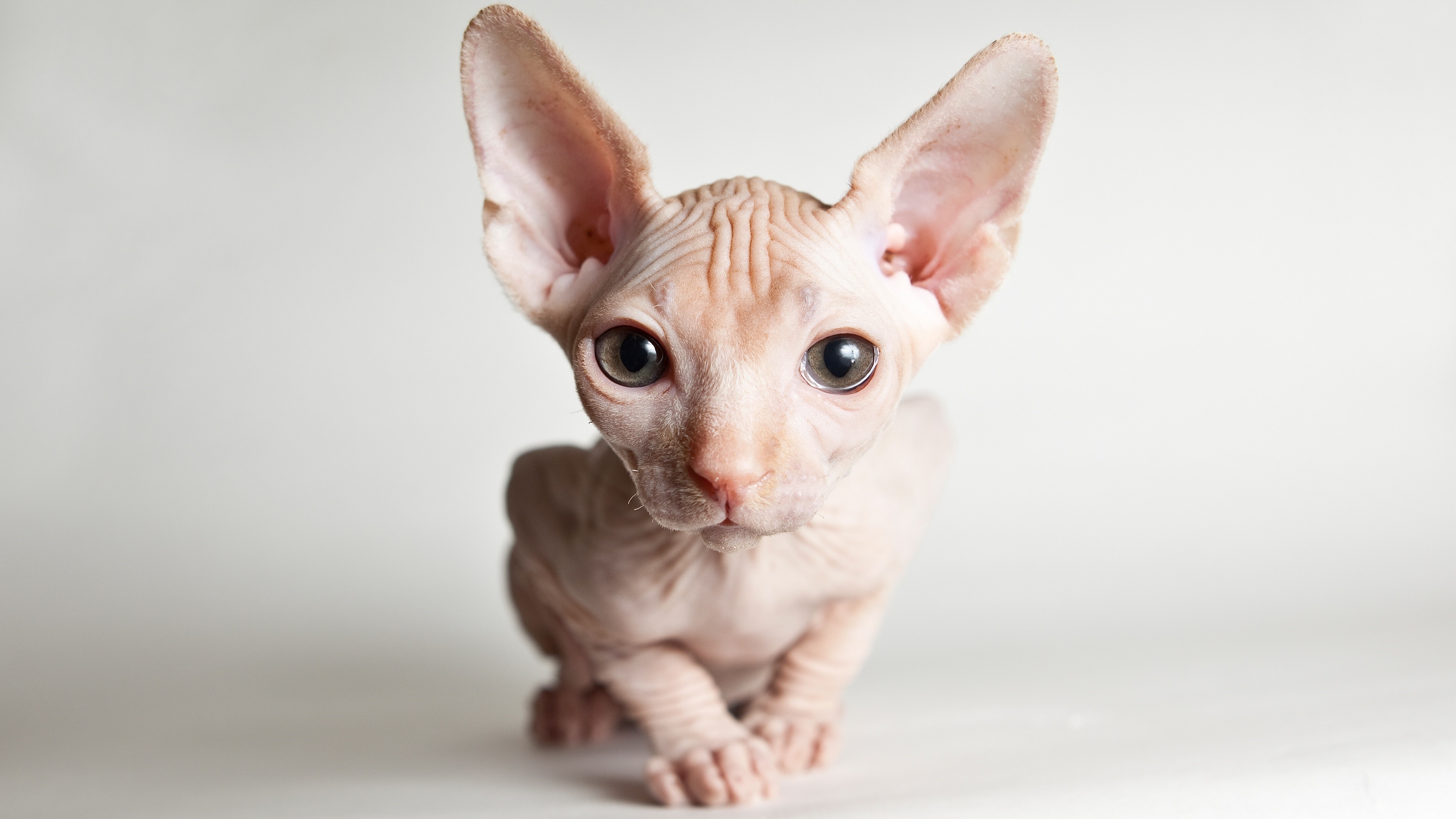 Sphynx cat kitten looking forward HD Wallpaper