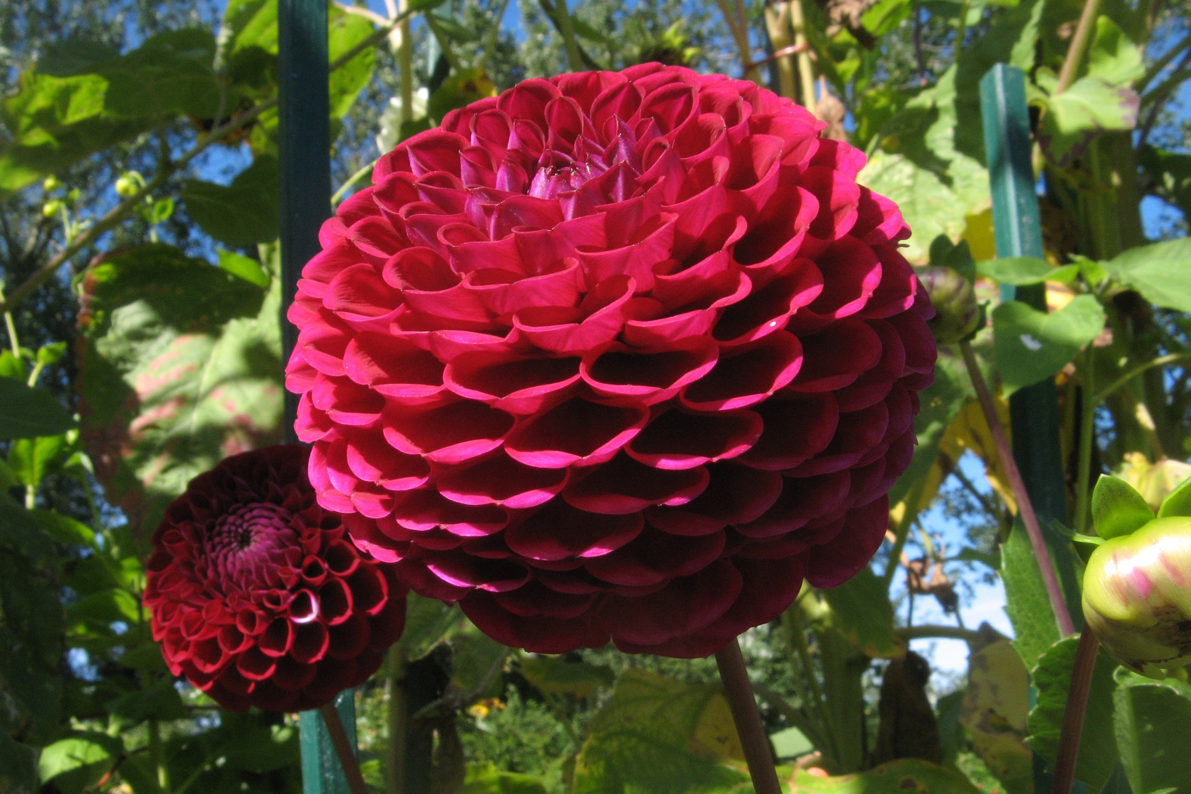 Two deep red dahlias in a garden HD Wallpaper