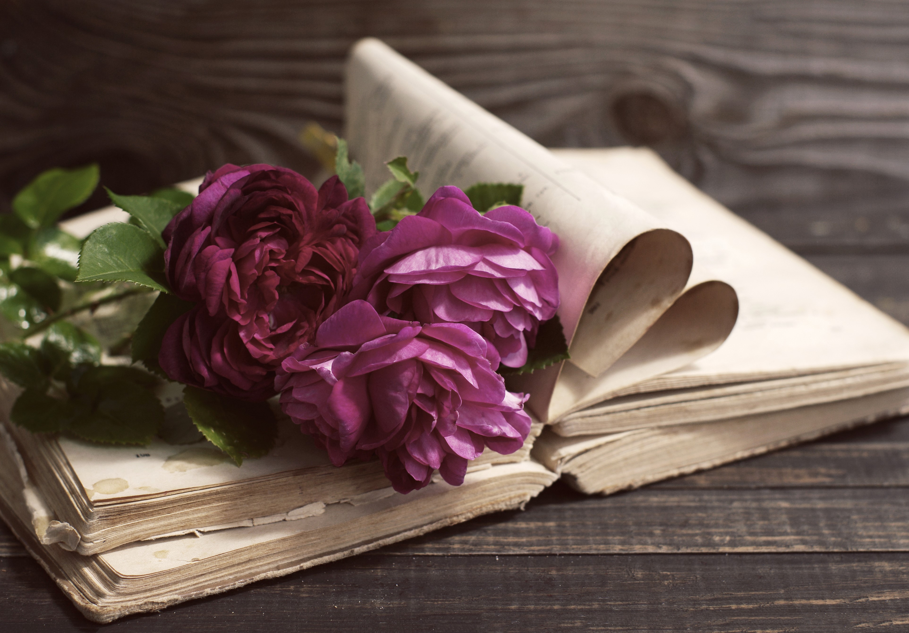 Wine color roses on an open book HD Wallpaper