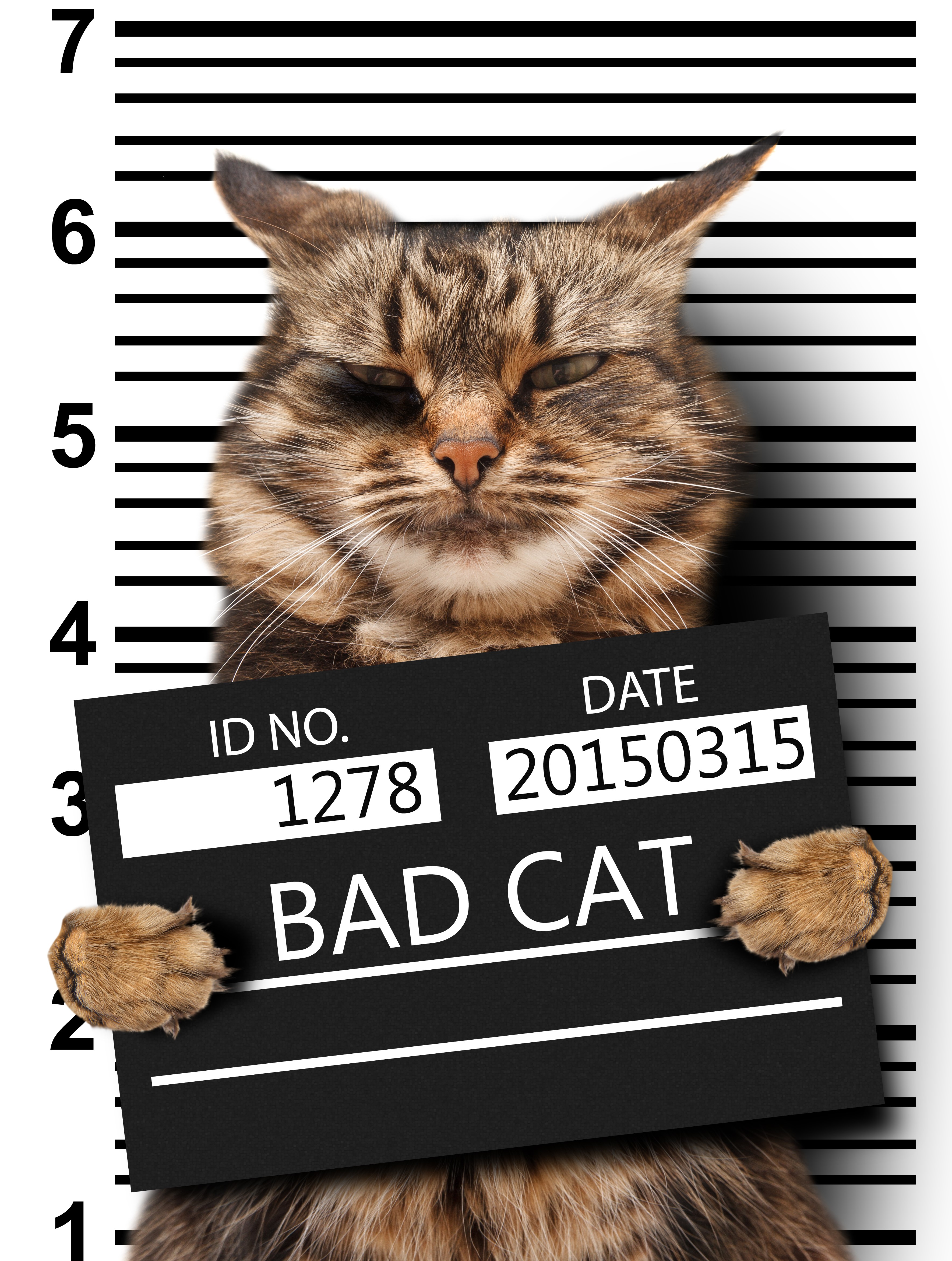 Bad Cat Mugshot HD Phone Wallpaper