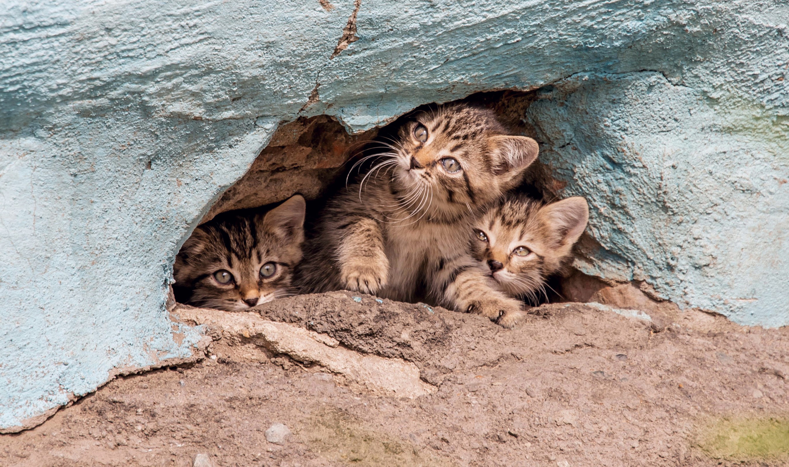 Three tabby kittens peeking out of a rocky crevice HD Wallpaper
