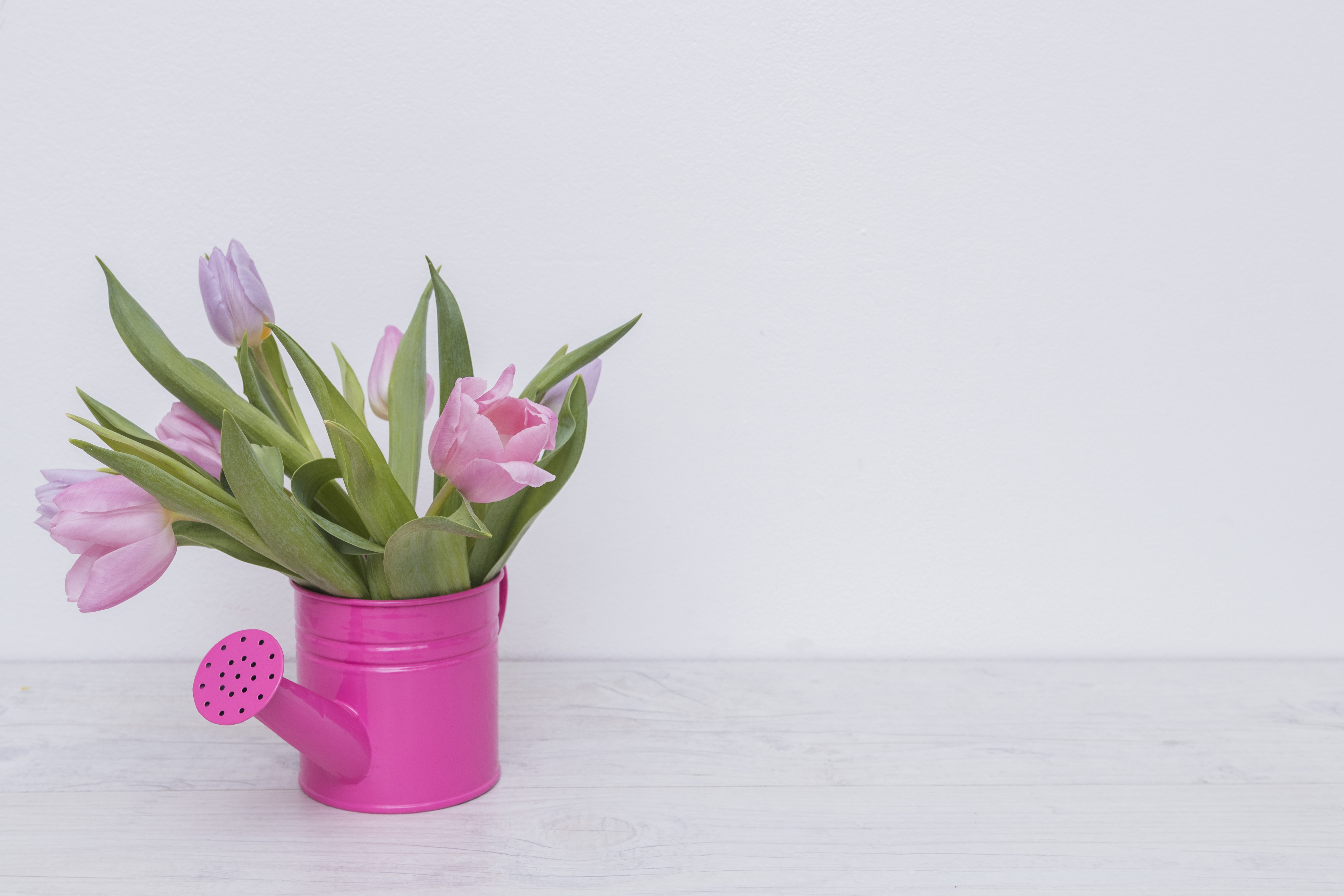 Pink tulips in a watering can HD Wallpaper
