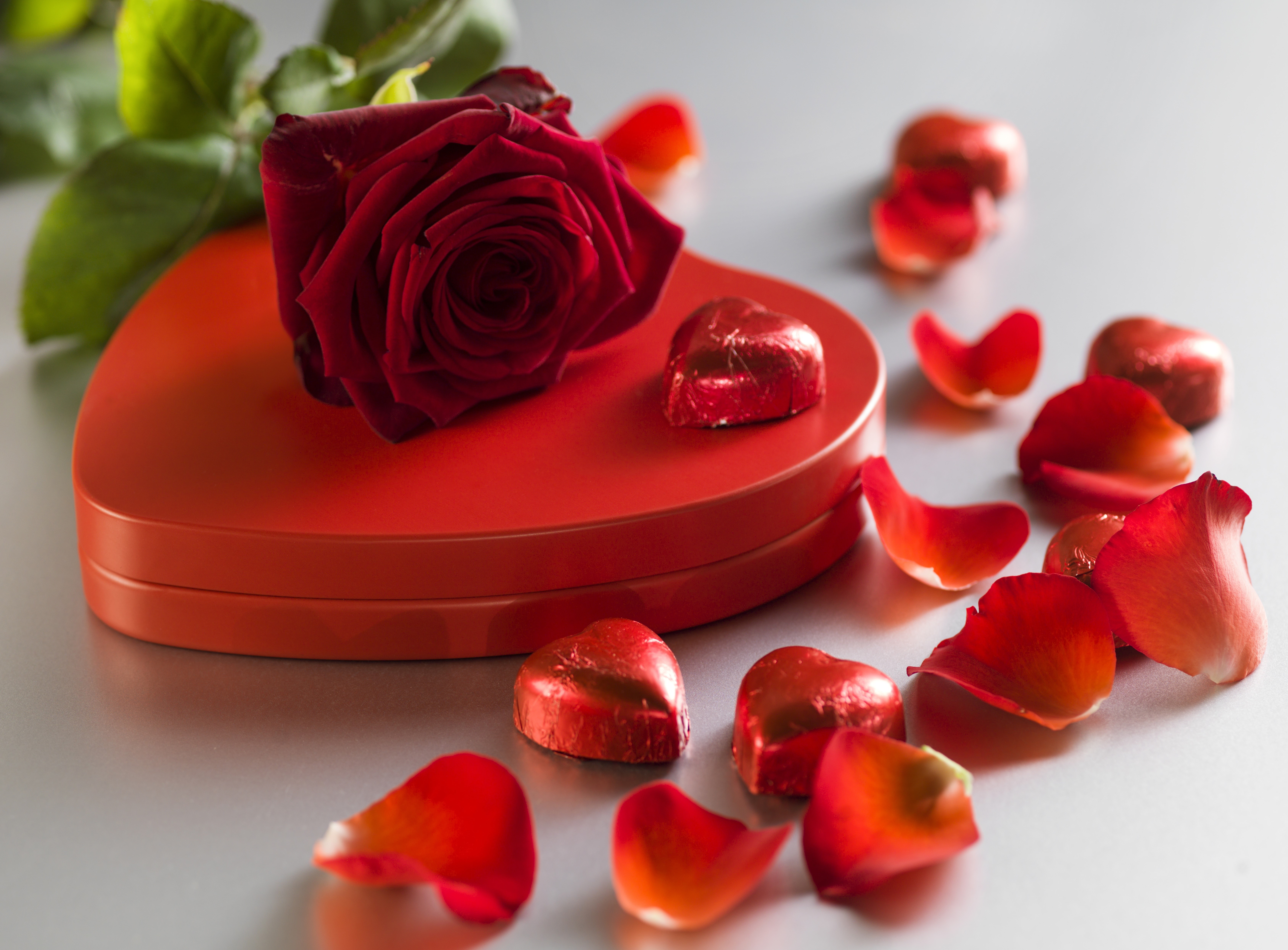 Red Rose on Heart-Shaped Box with Chocolates and Petals HD Wallpaper