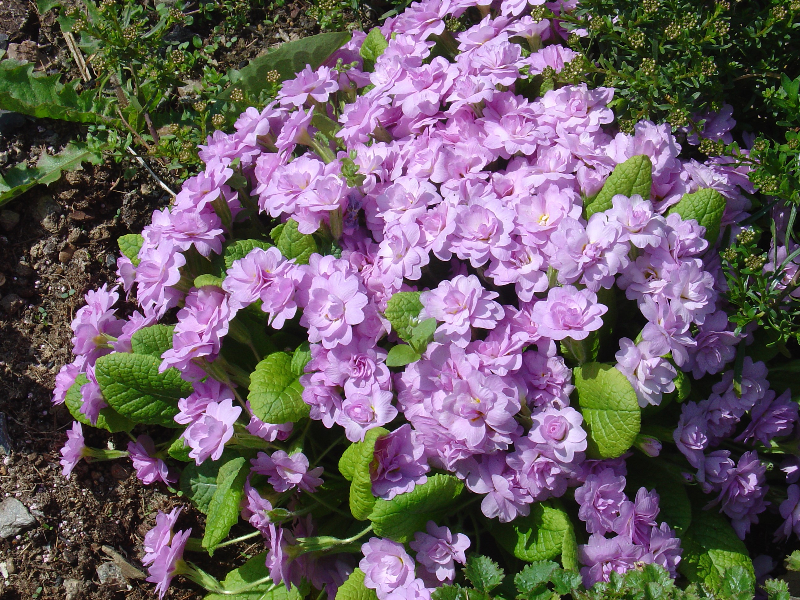 Purple Primula flowers in bloom HD Wallpaper
