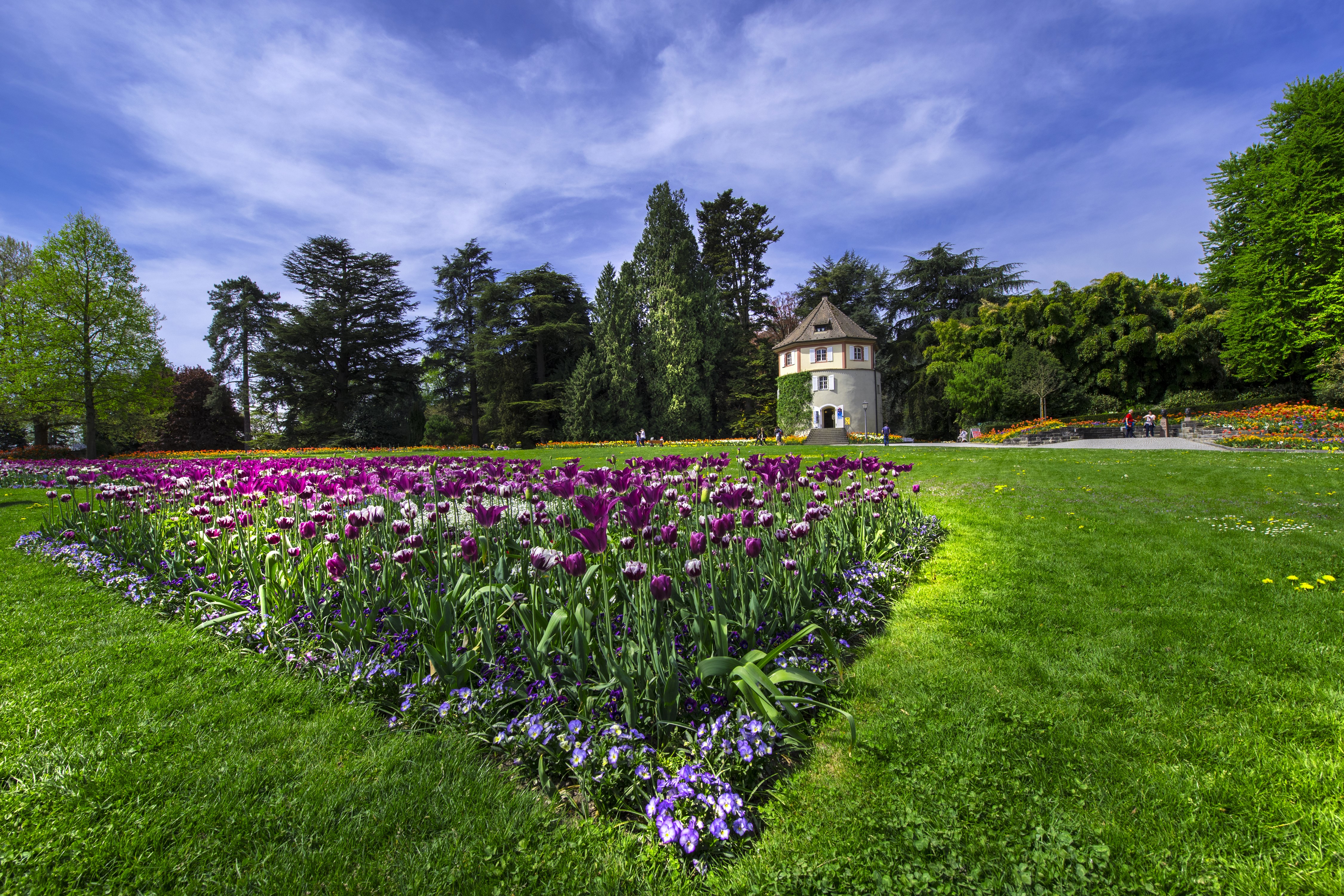 Tulip and Pansy Garden with Tower in Germany HD Wallpaper