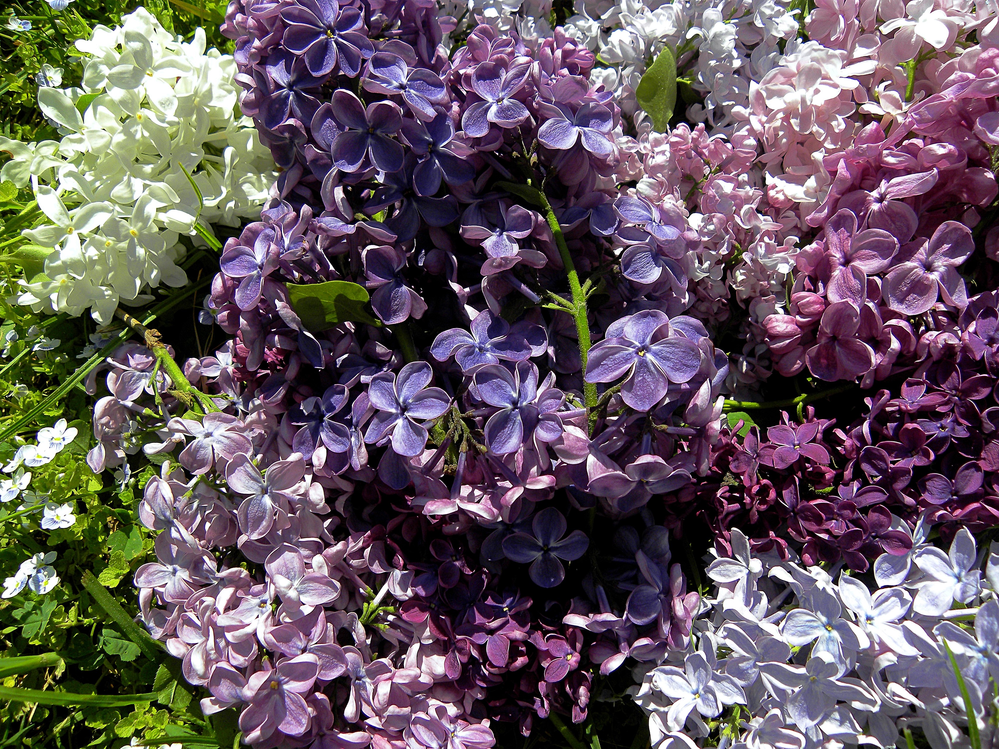 Close-up of colorful lilac flowers in bloom HD Wallpaper