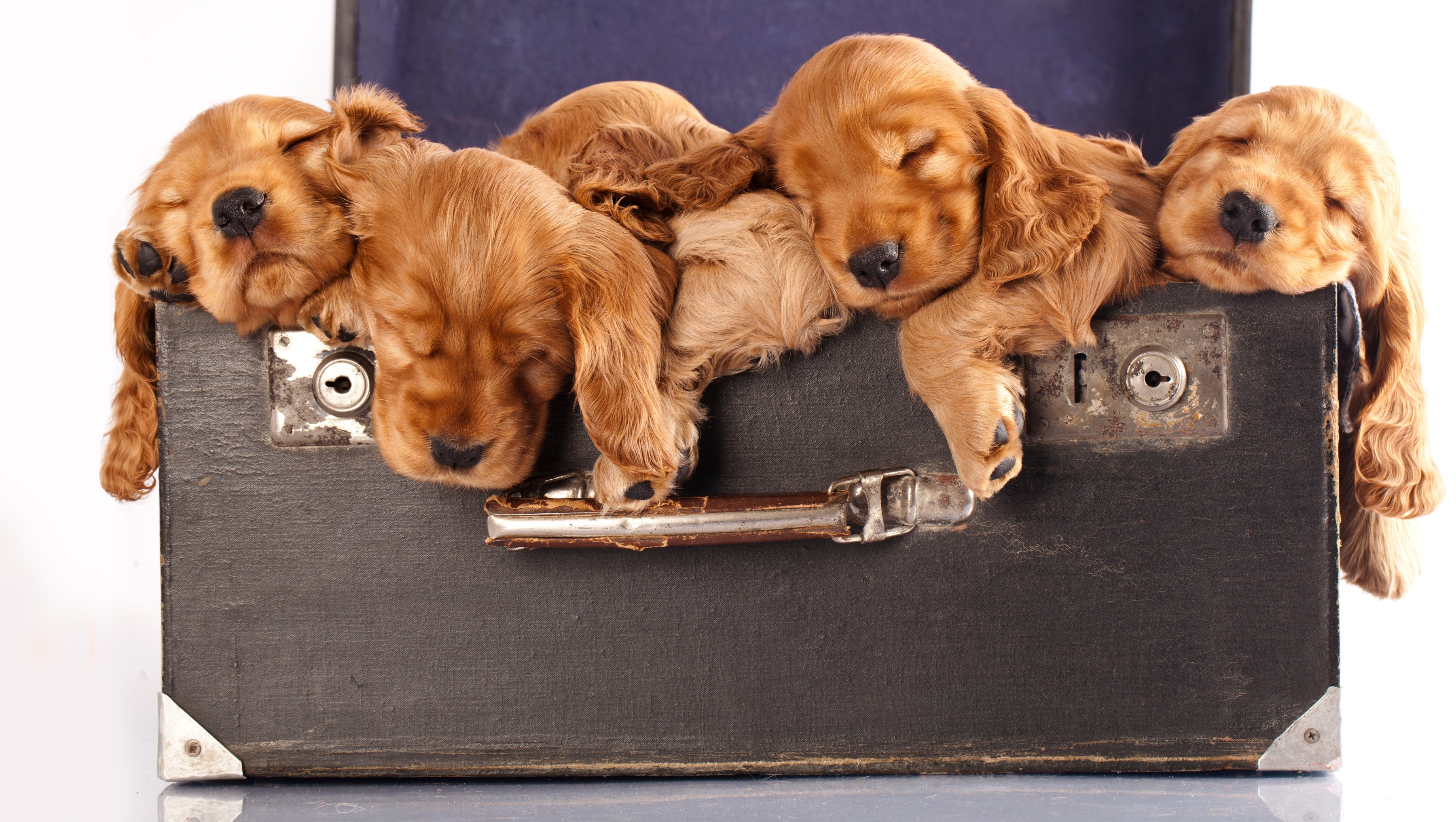 Five Cocker Spaniel puppies sleeping in a vintage suitcase HD Wallpaper