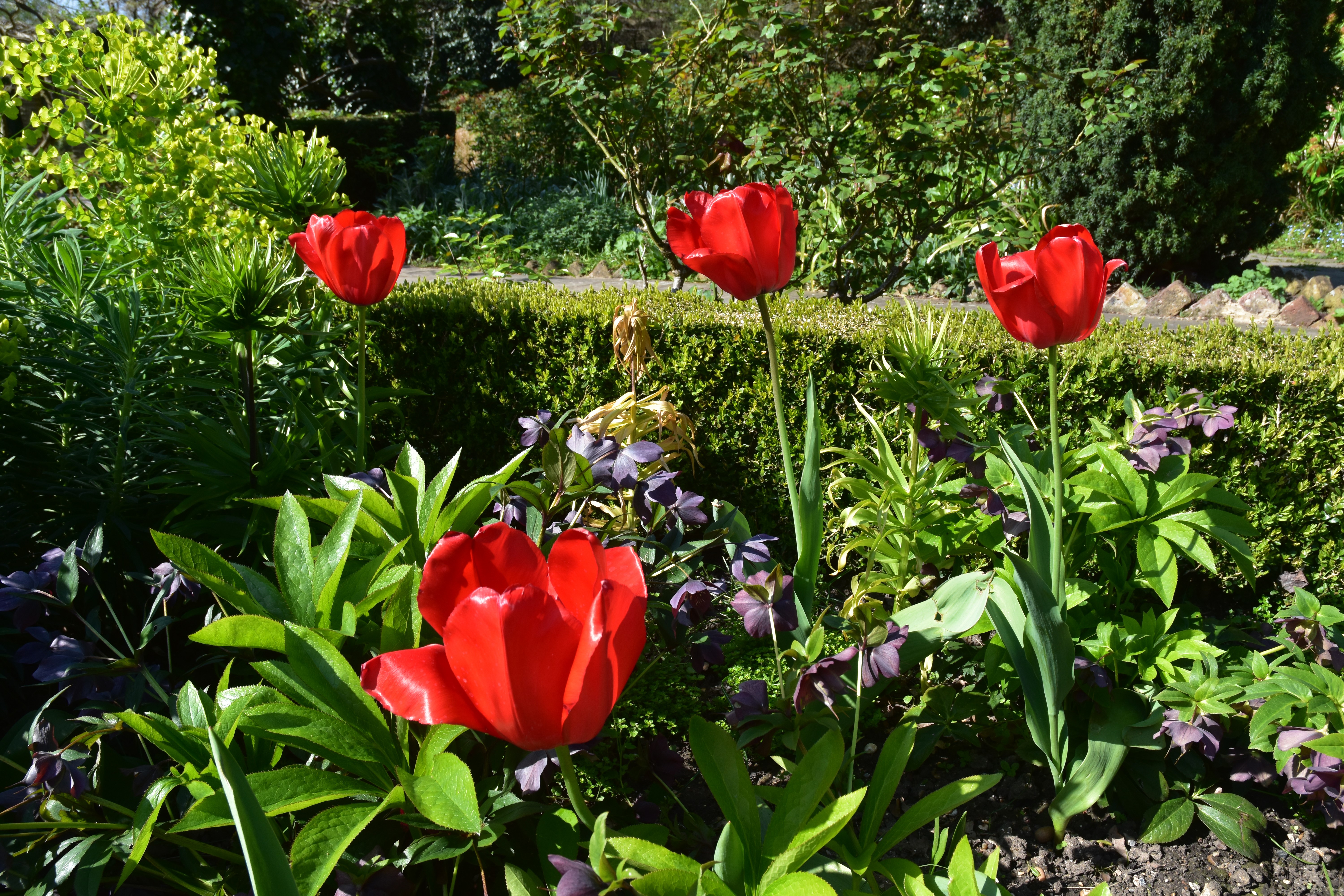 Red Tulips in Streatham Common Park HD Wallpaper
