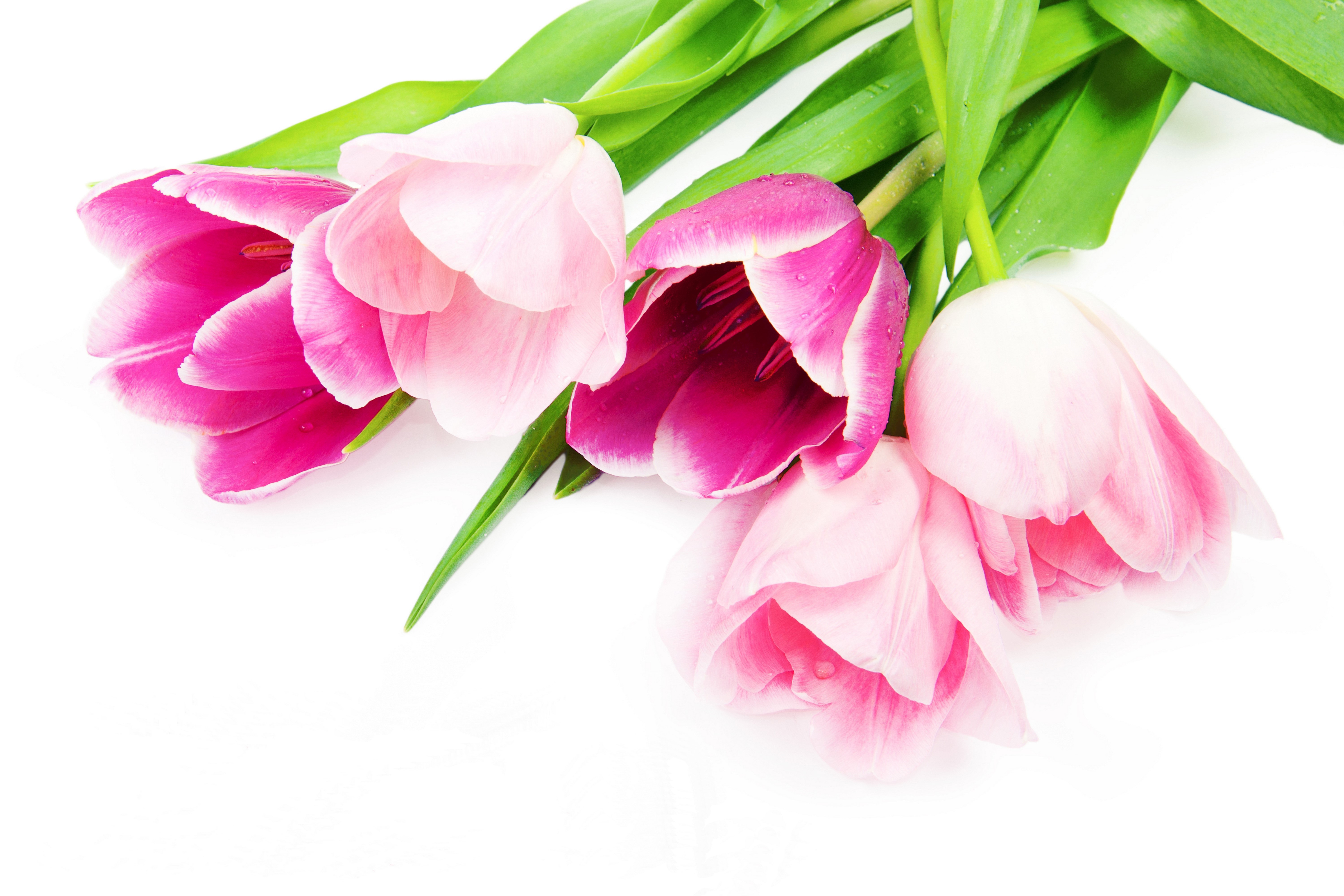 Pink and magenta tulips on a white background HD Wallpaper