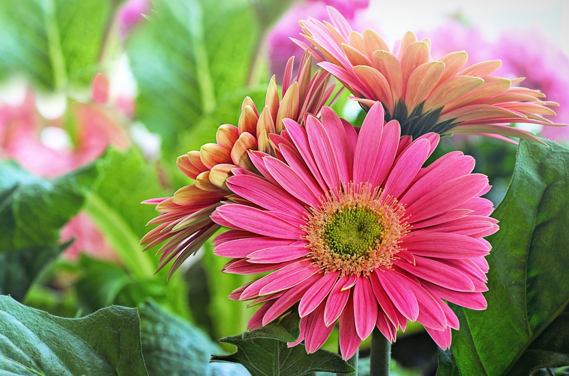 Pink and orange Gerbera daisies with green leaves HD Wallpaper