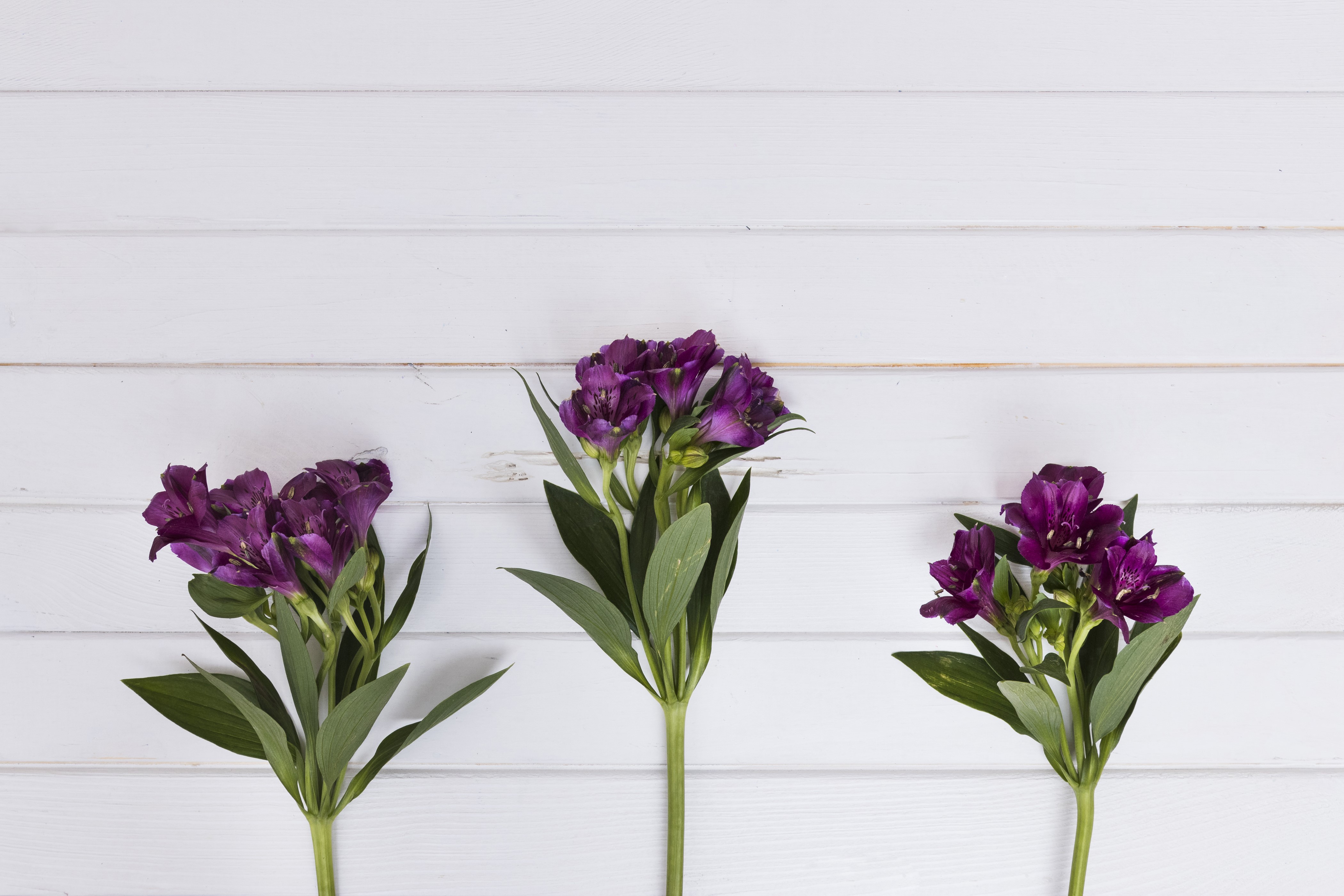 Three purple Alstroemeria flowers on white wood planks HD Wallpaper