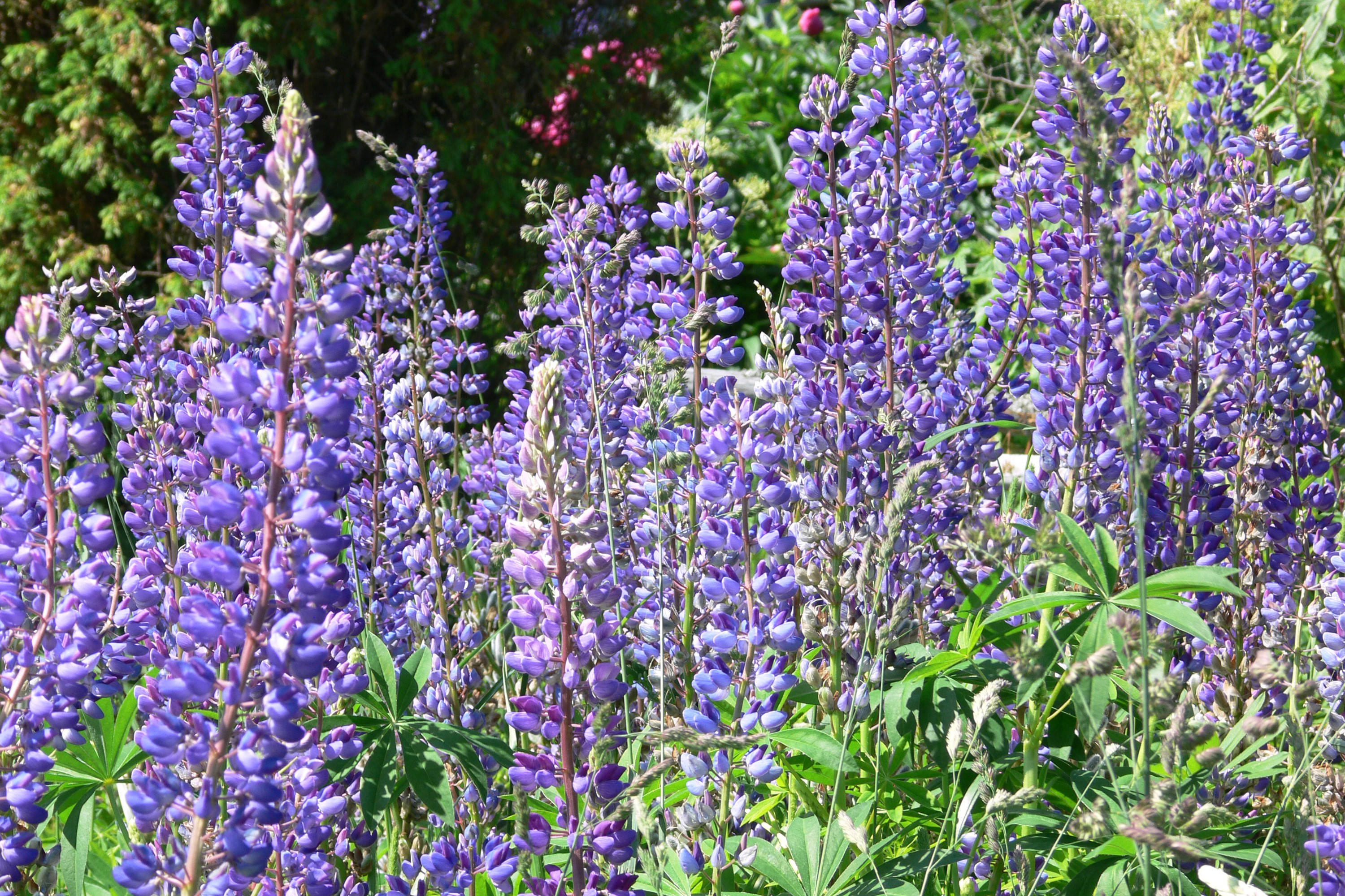 Purple Lupinus flowers in a garden HD Wallpaper