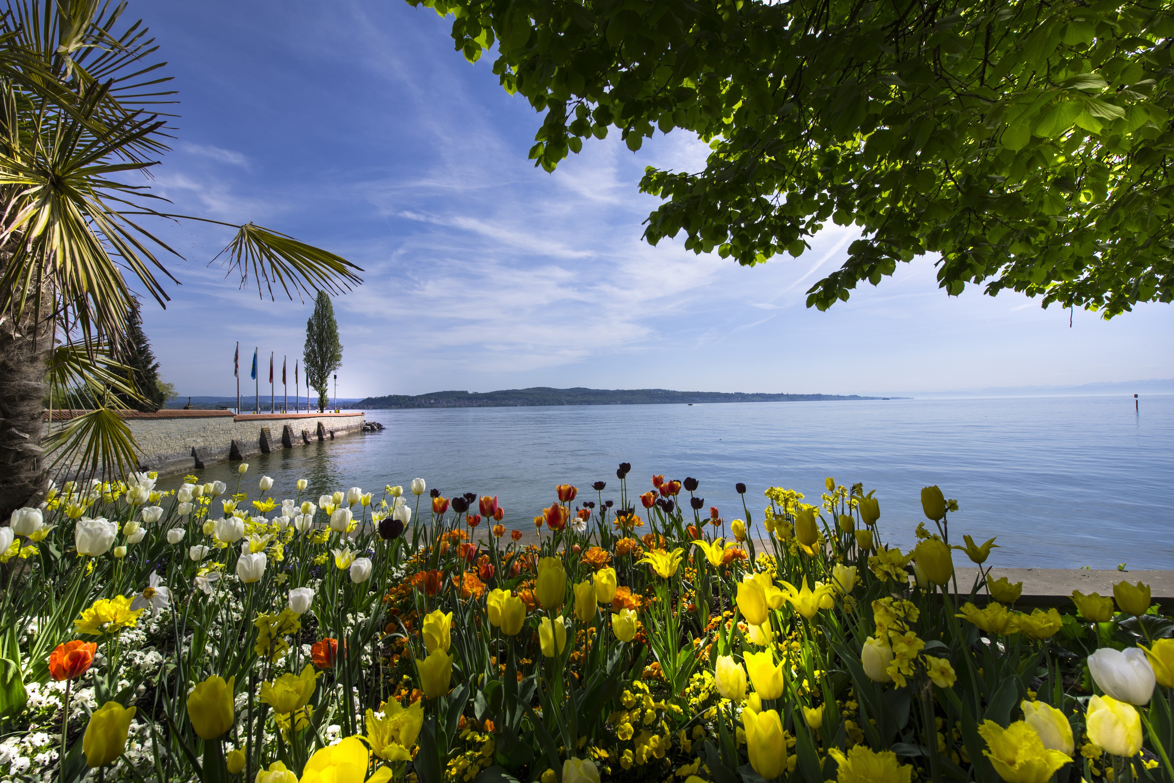 Tulips on Mainau Island, Germany HD Wallpaper