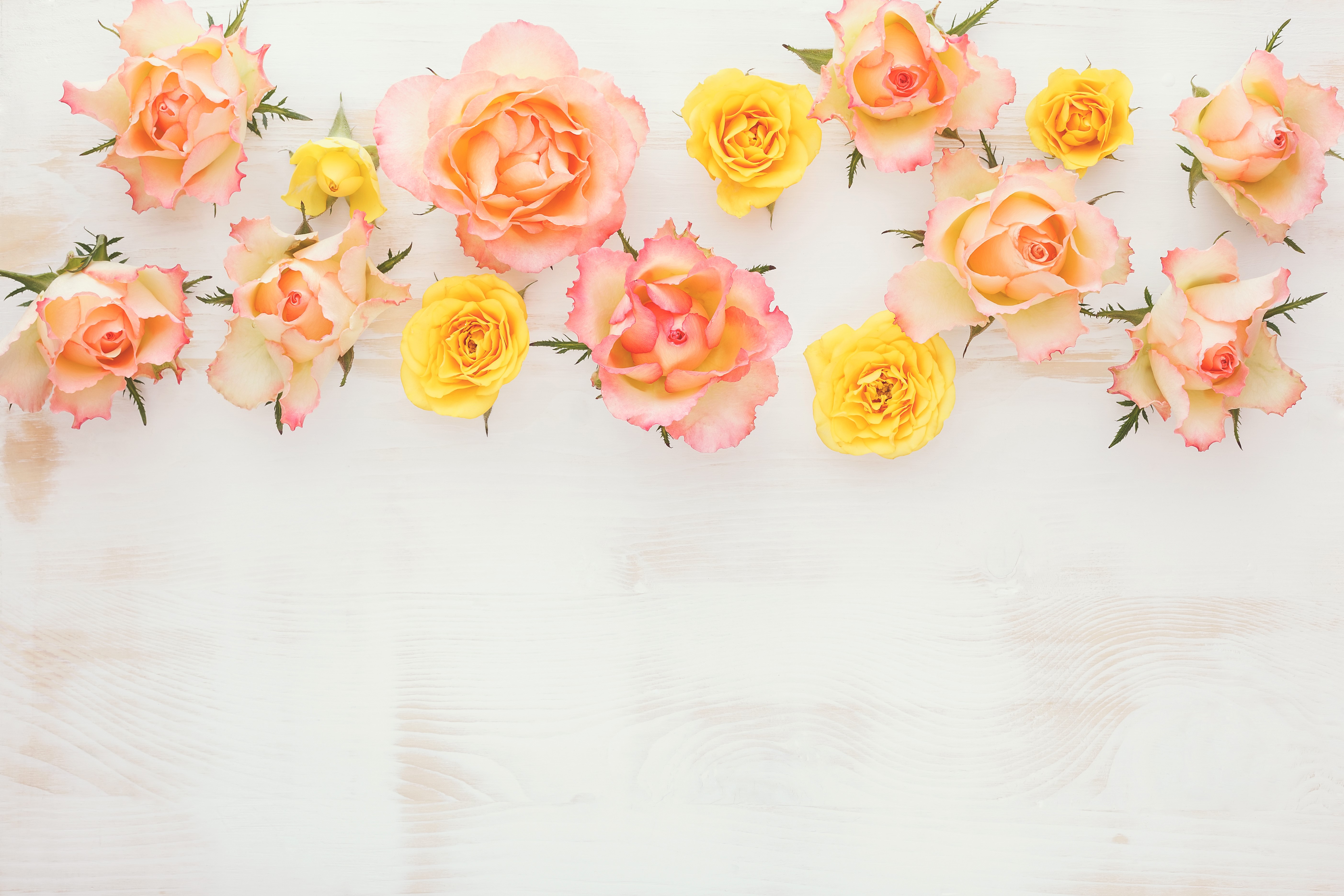 Roses HD Wallpaper