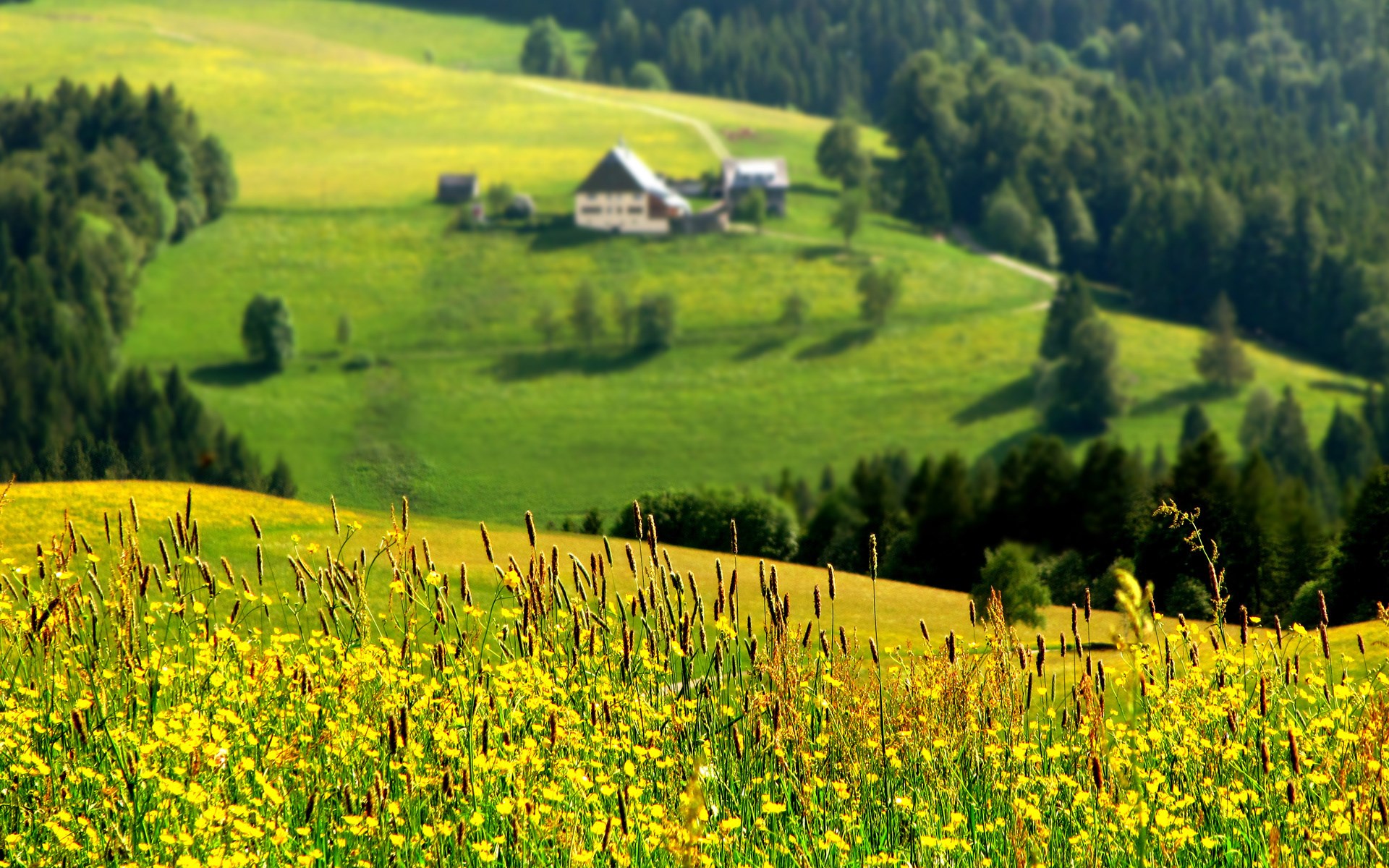 A pastoral landscape with a farmhouse and wildflowers HD Wallpaper