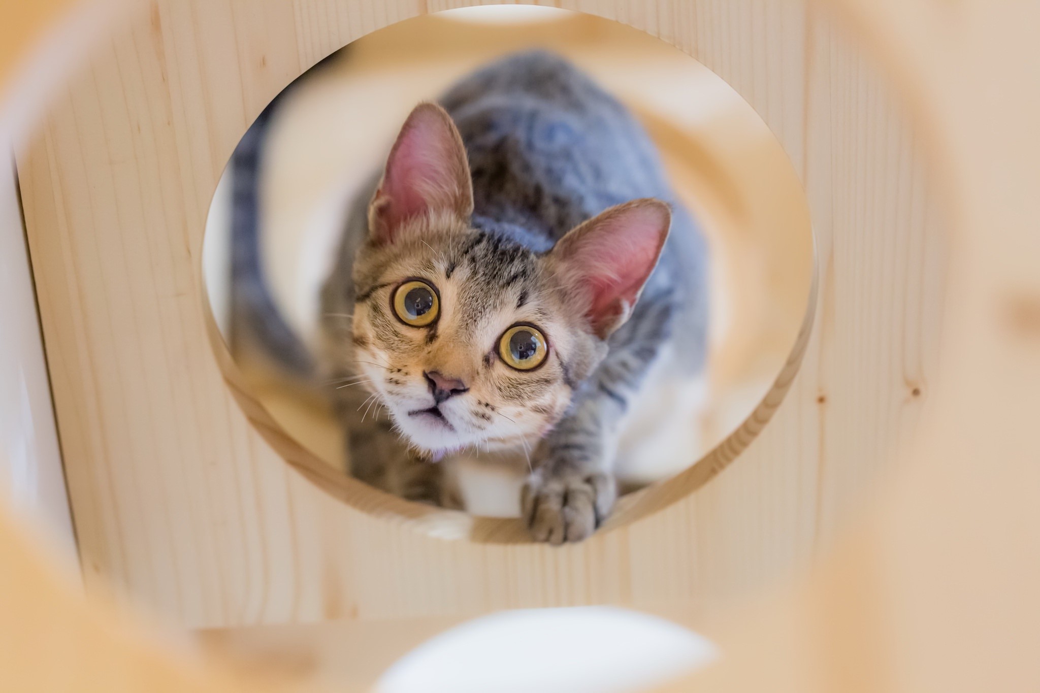 A tabby cat peeks through a wooden hole HD Wallpaper