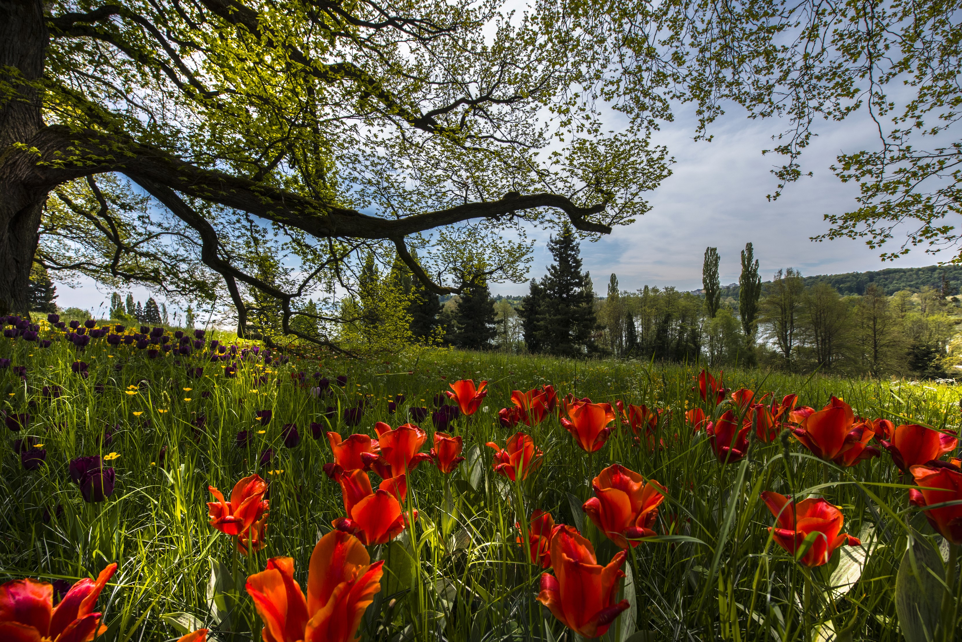 Red and purple tulips under a large tree in Germany HD Wallpaper