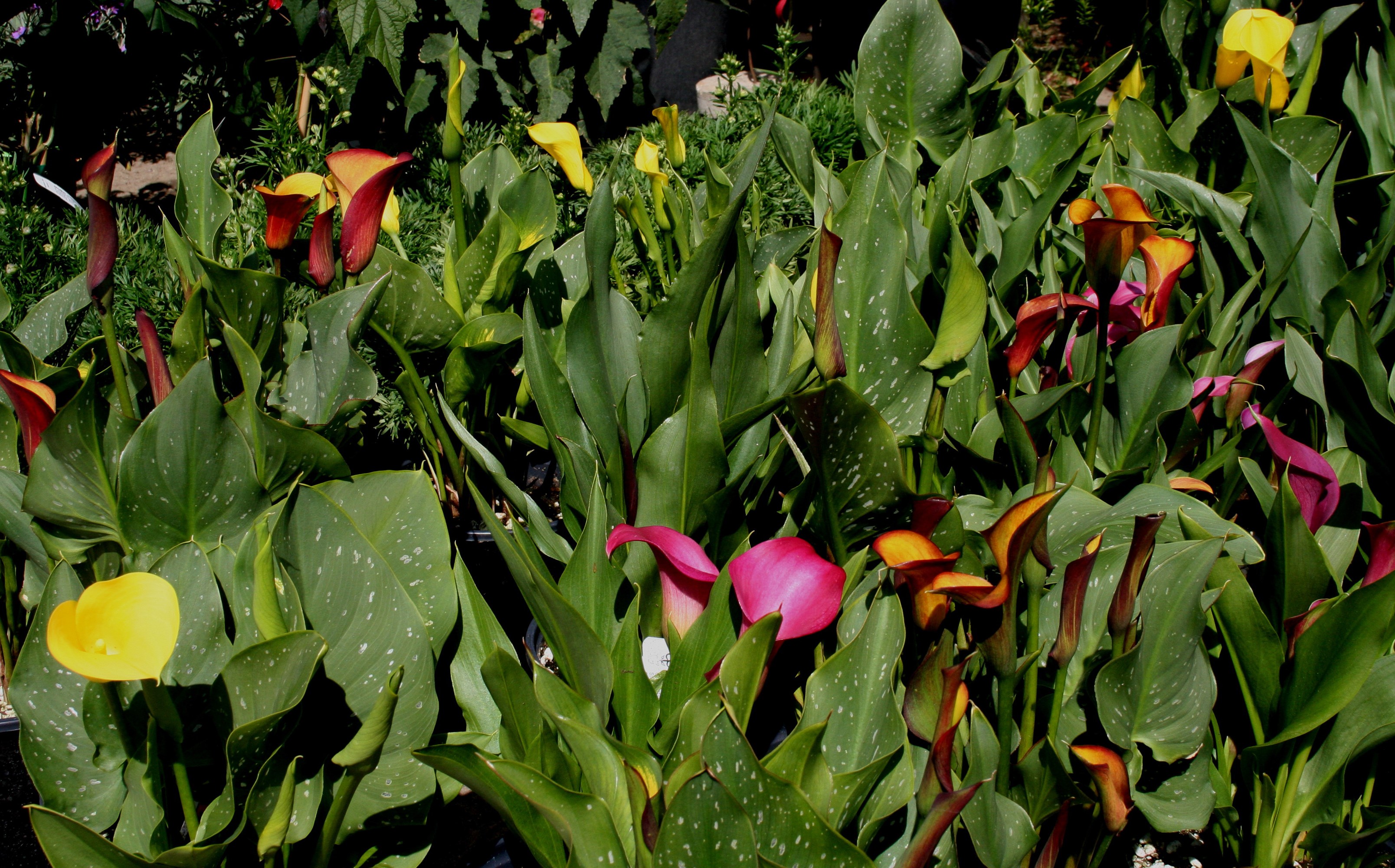 Calla lilies with colorful blooms and green foliage HD Wallpaper