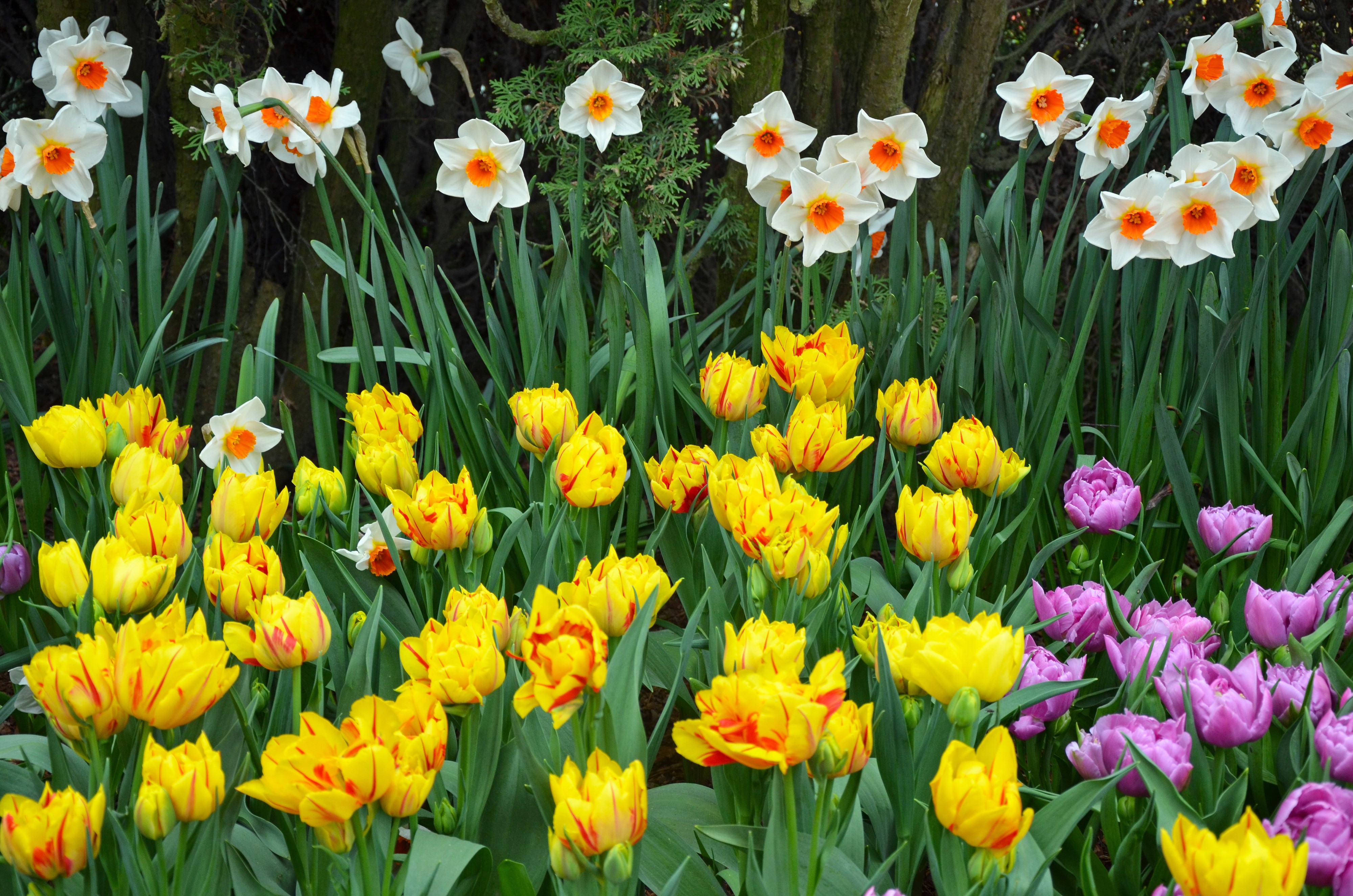 Daffodils and Tulips in a Garden HD Wallpaper