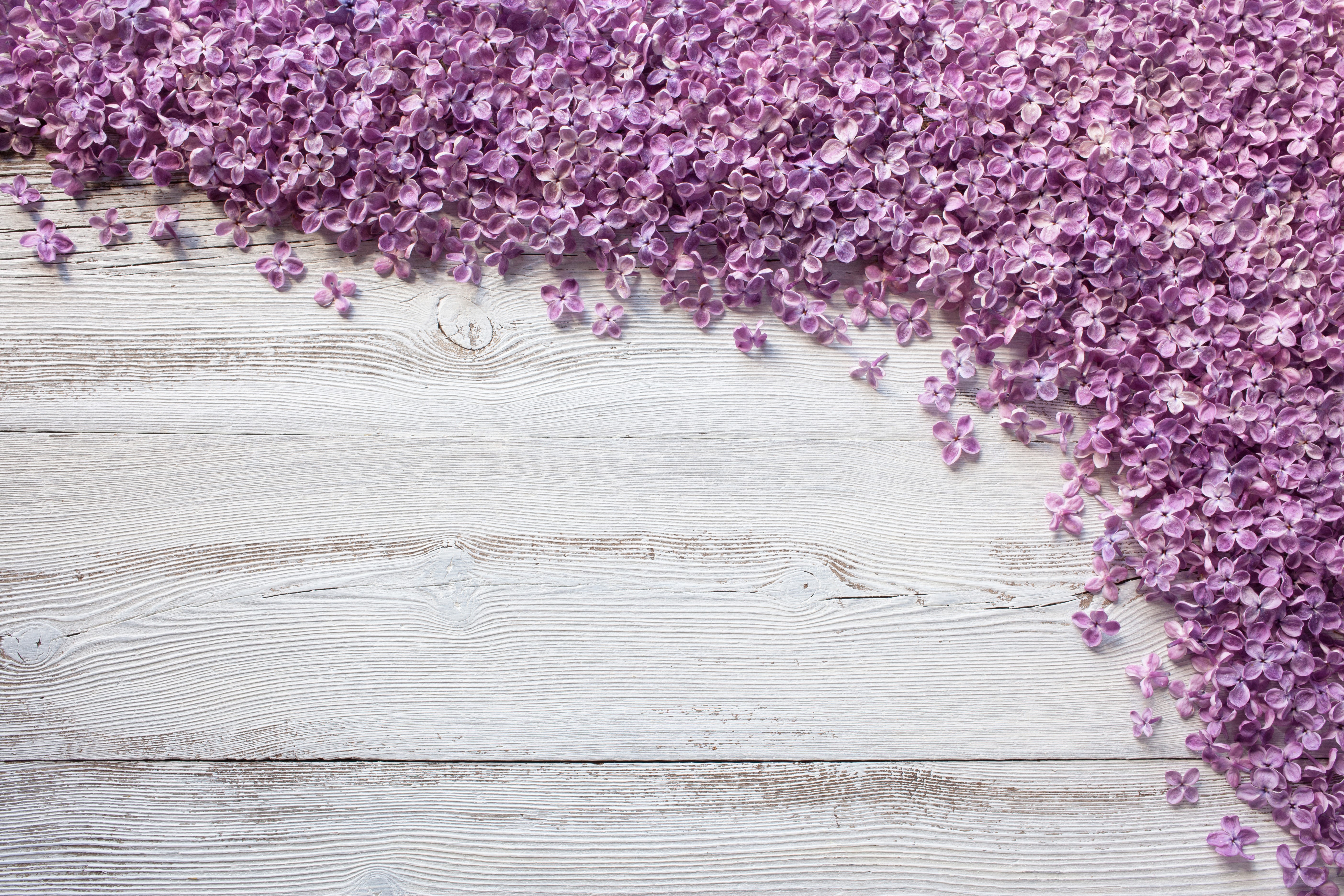 Lilac petals on weathered wood planks HD Wallpaper