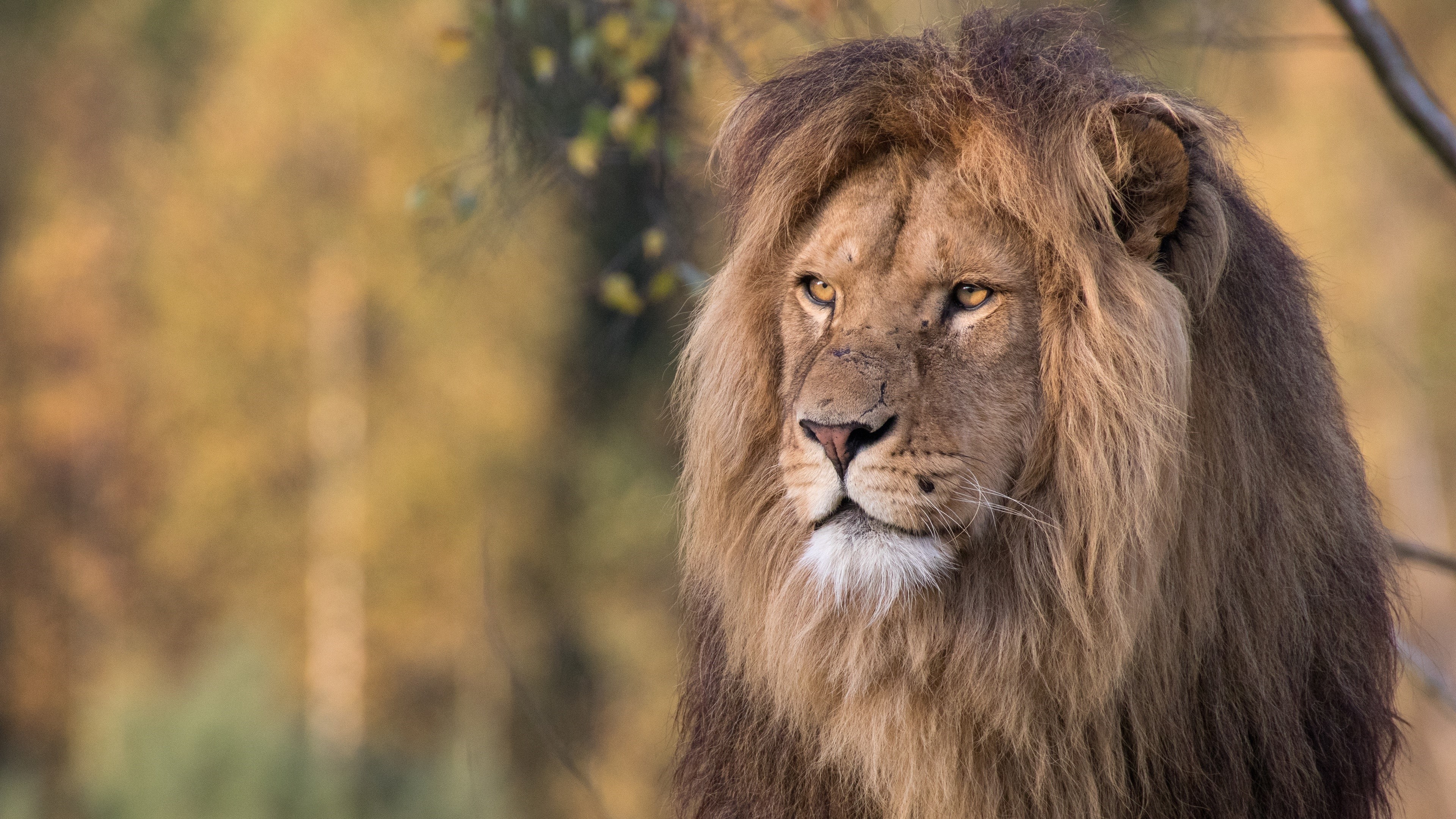 Lion with mane looking to the side HD Wallpaper