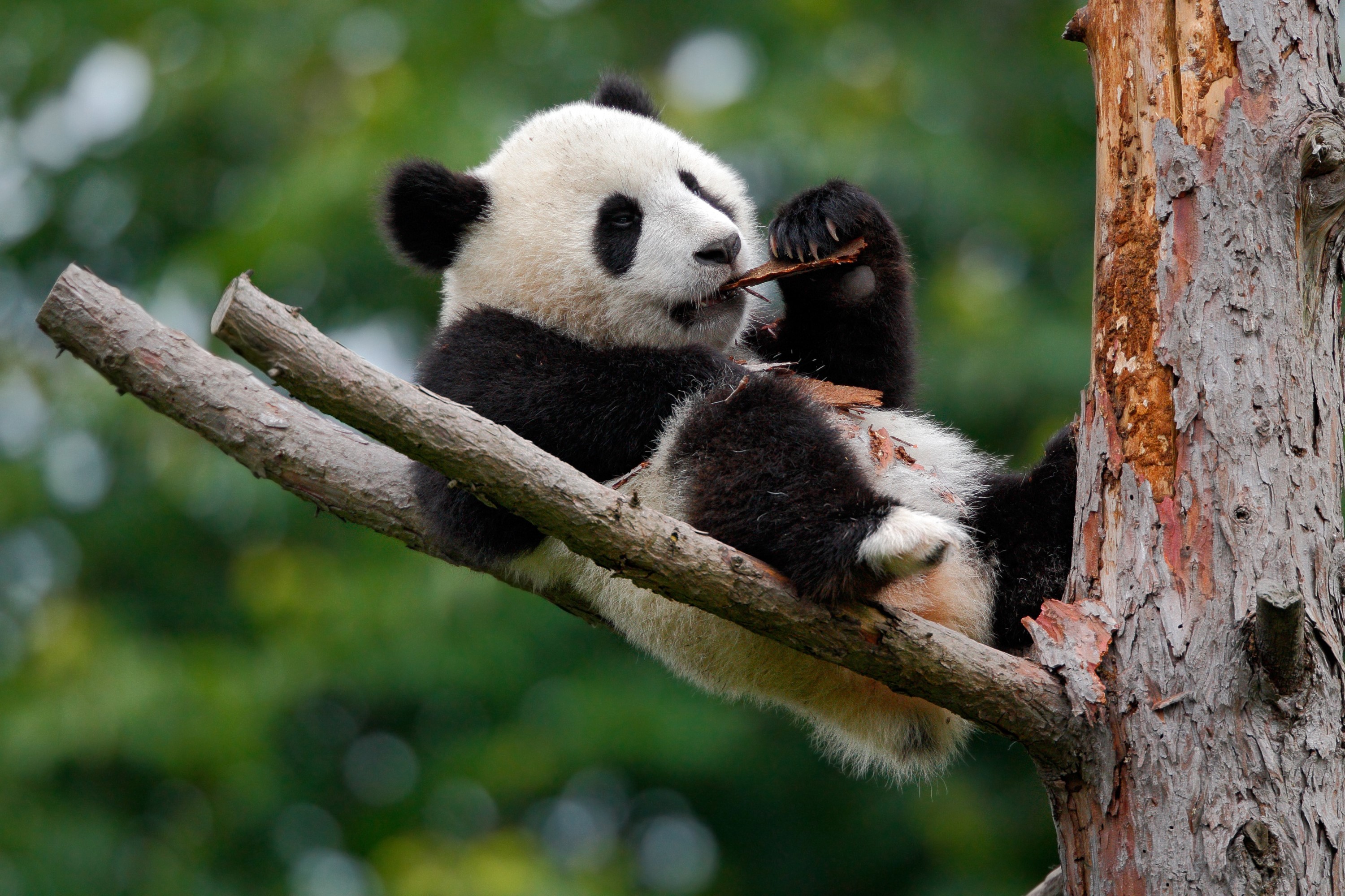Panda eating a branch while sitting on a tree HD Wallpaper