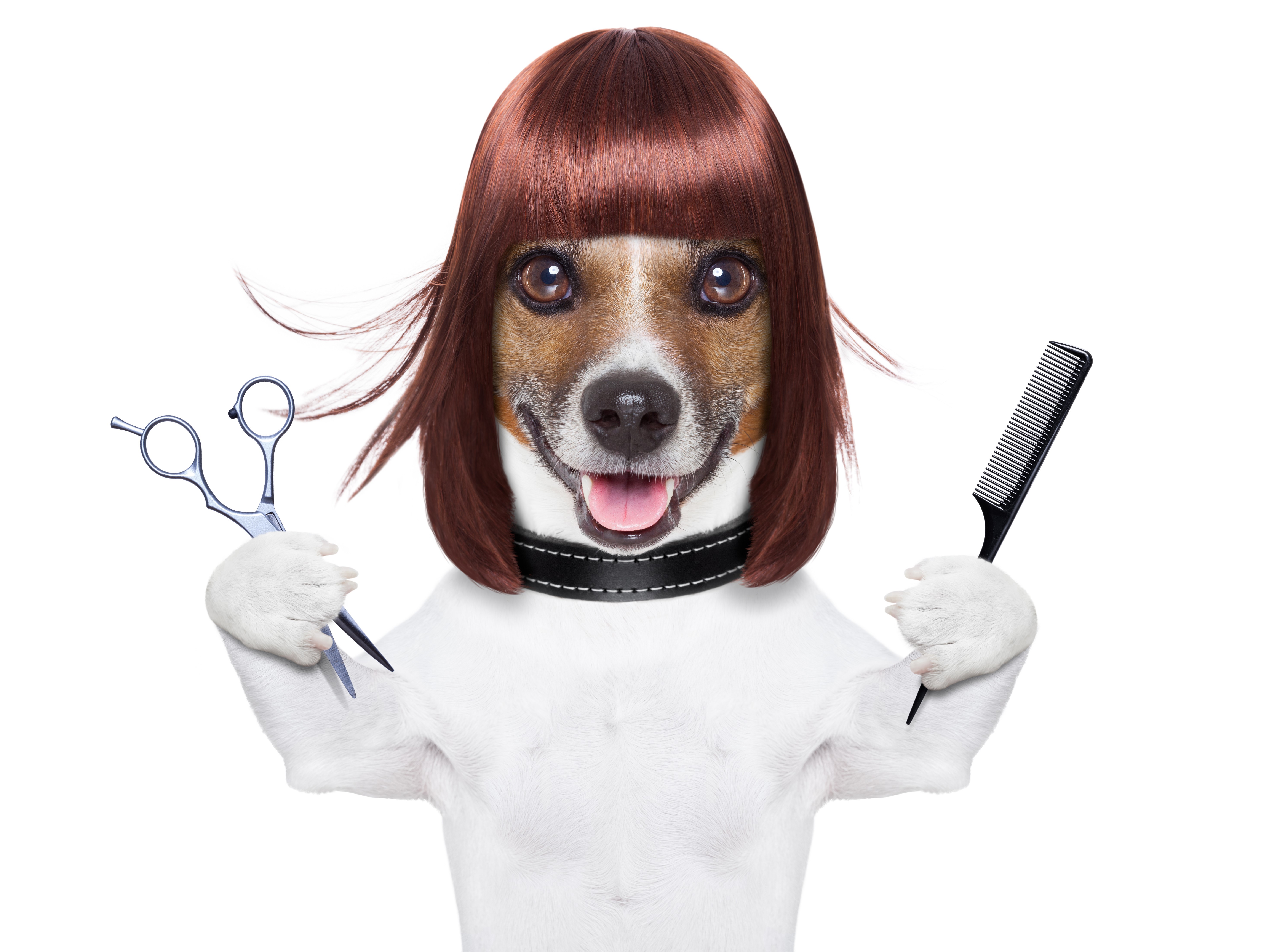 Jack Russell terrier with wig and scissors HD Wallpaper