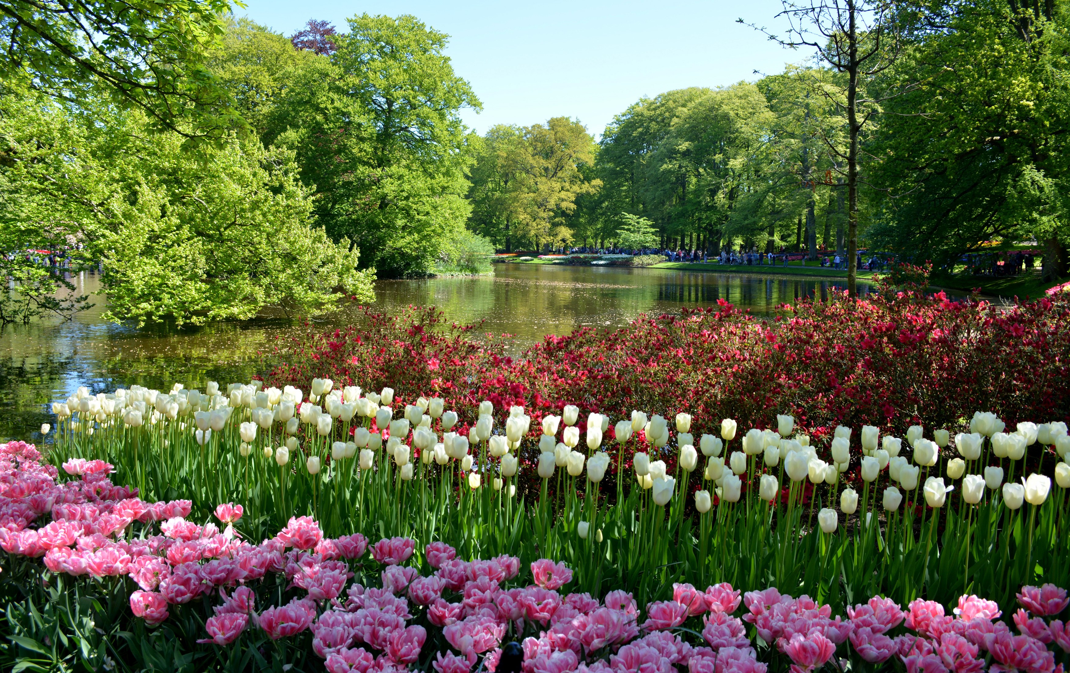 Keukenhof Gardens with Tulips and Pond in Lisse, Netherlands HD Wallpaper
