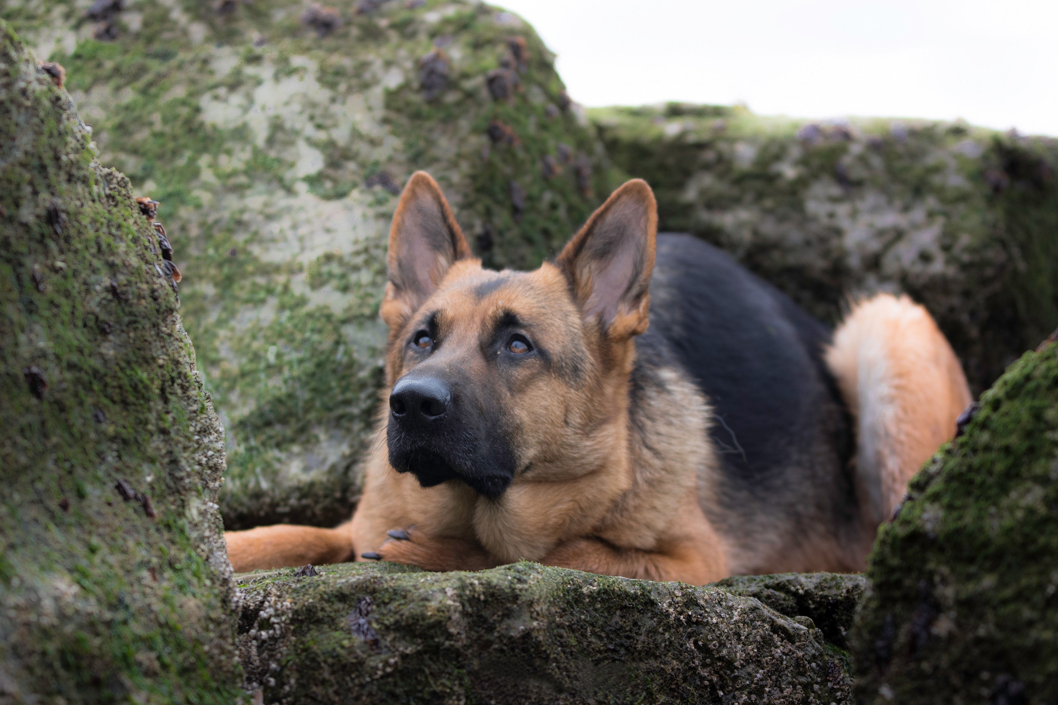 German Shepherd dog lying on rocks HD Wallpaper