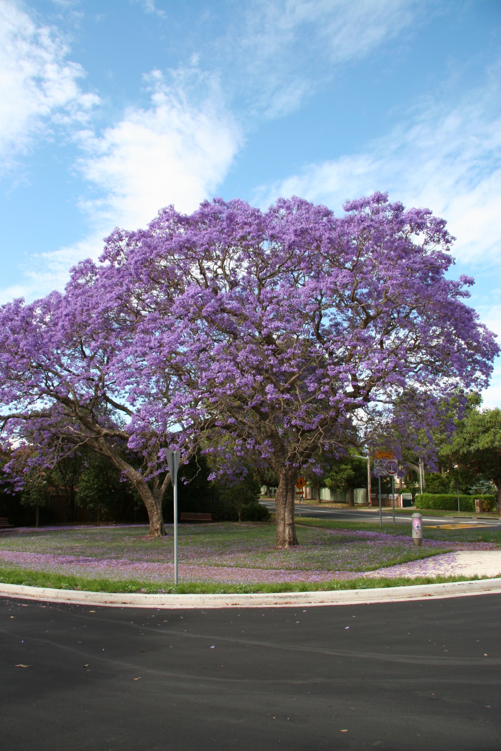 Jacaranda trees in bloom on a street corner HD Phone Wallpaper