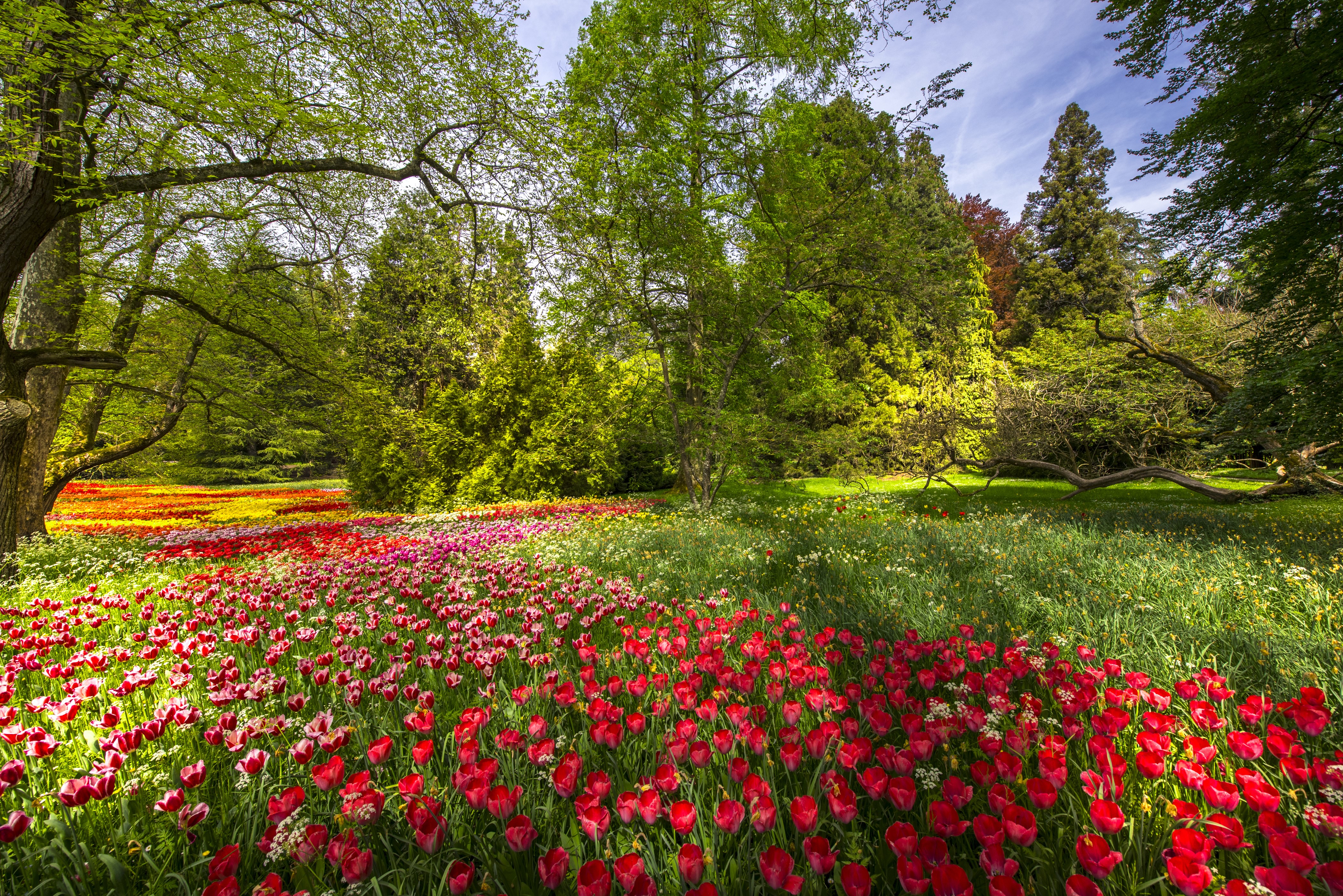 Tulip Field on Mainau Island, Germany HD Wallpaper