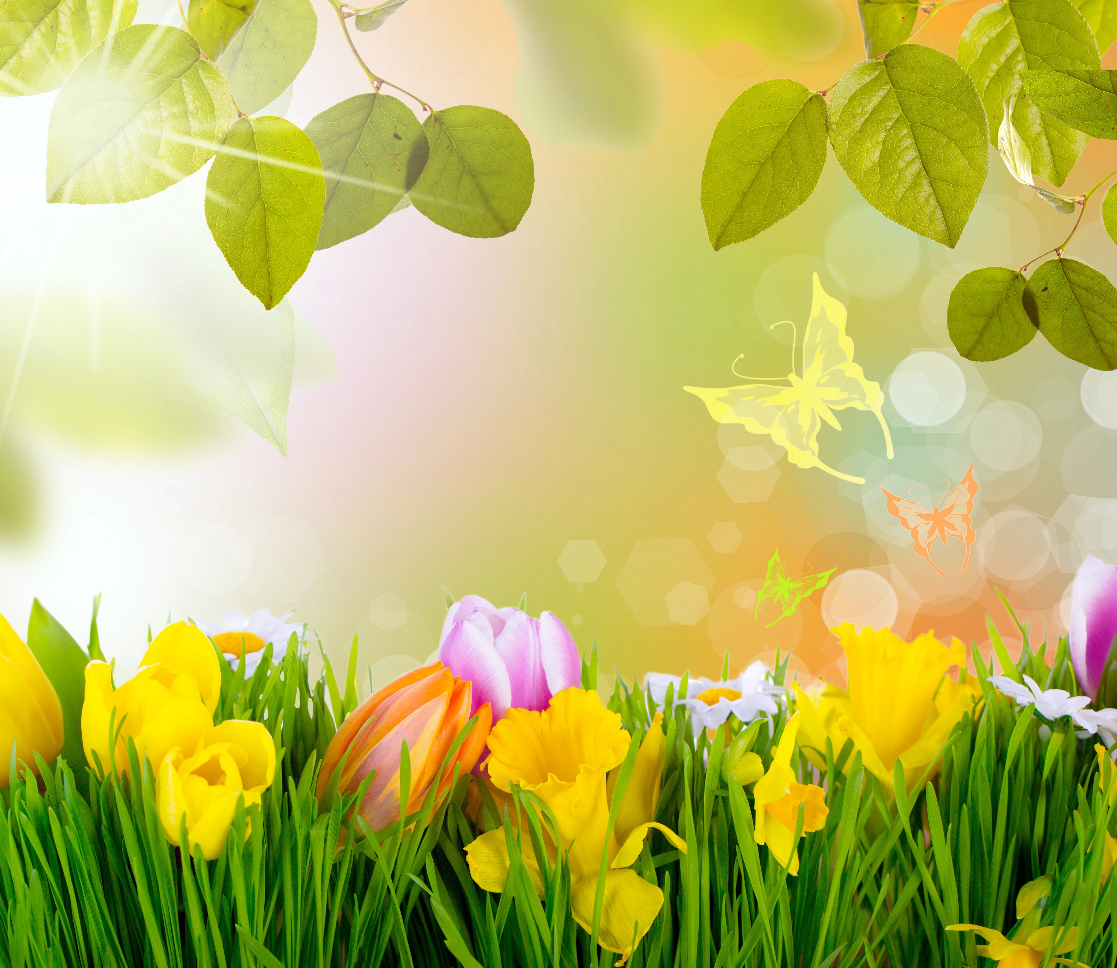 4K Spring Tulips Daffodils Butterflies Foliage HD Wallpaper