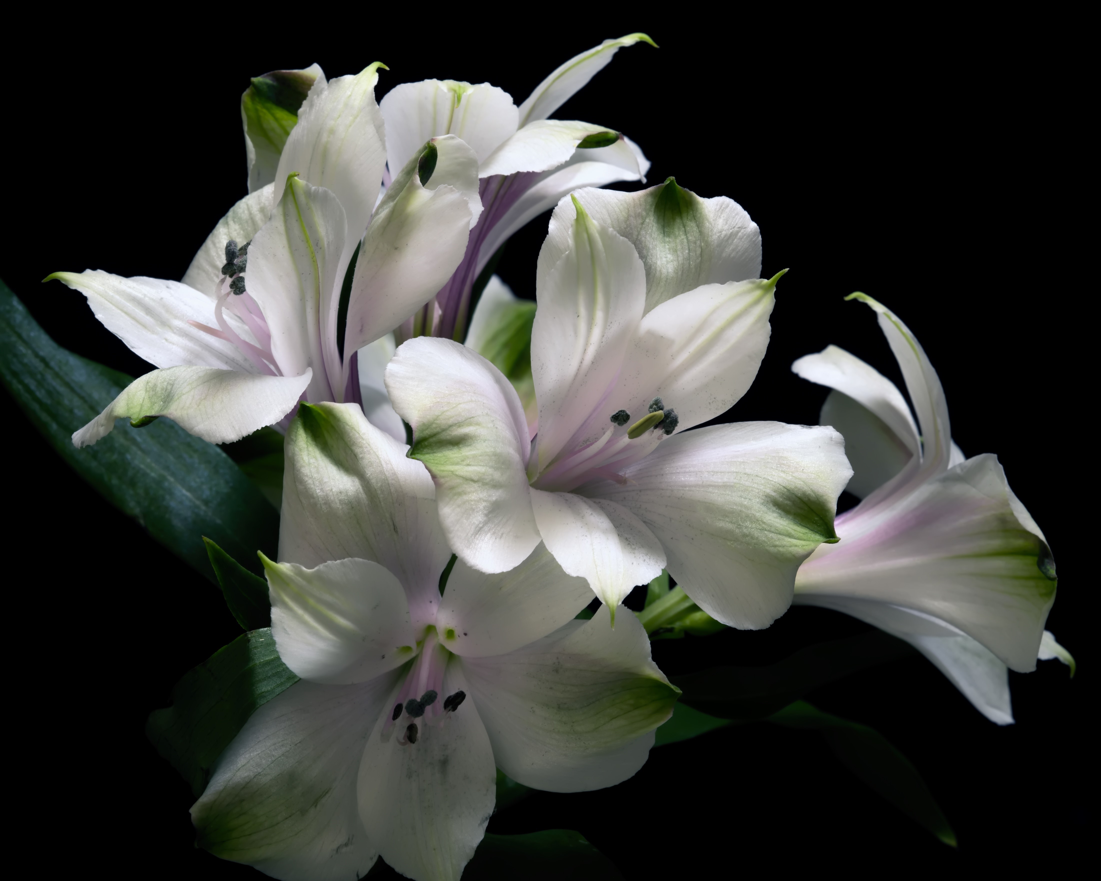 White Alstroemeria flowers on black background HD Wallpaper