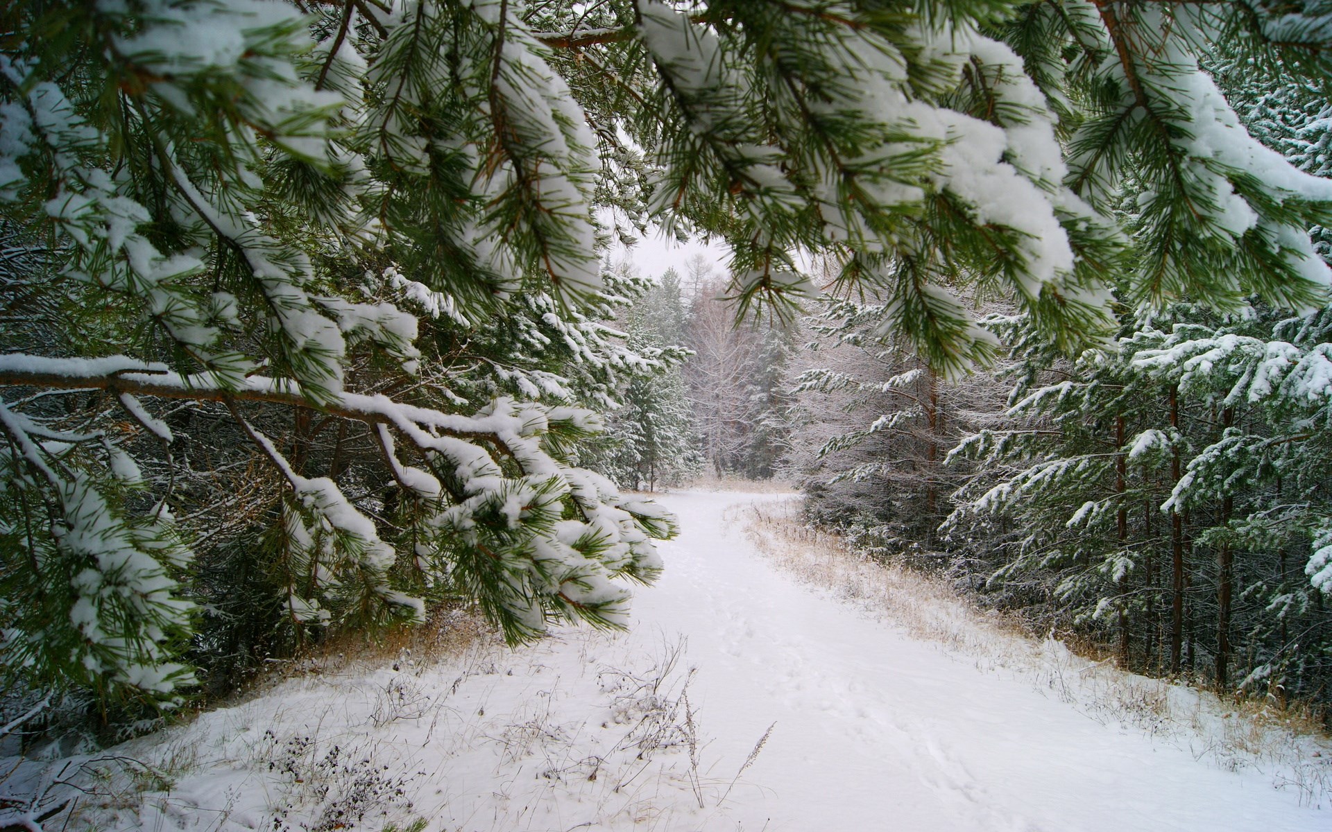 Snowy forest path with pine trees HD Wallpaper