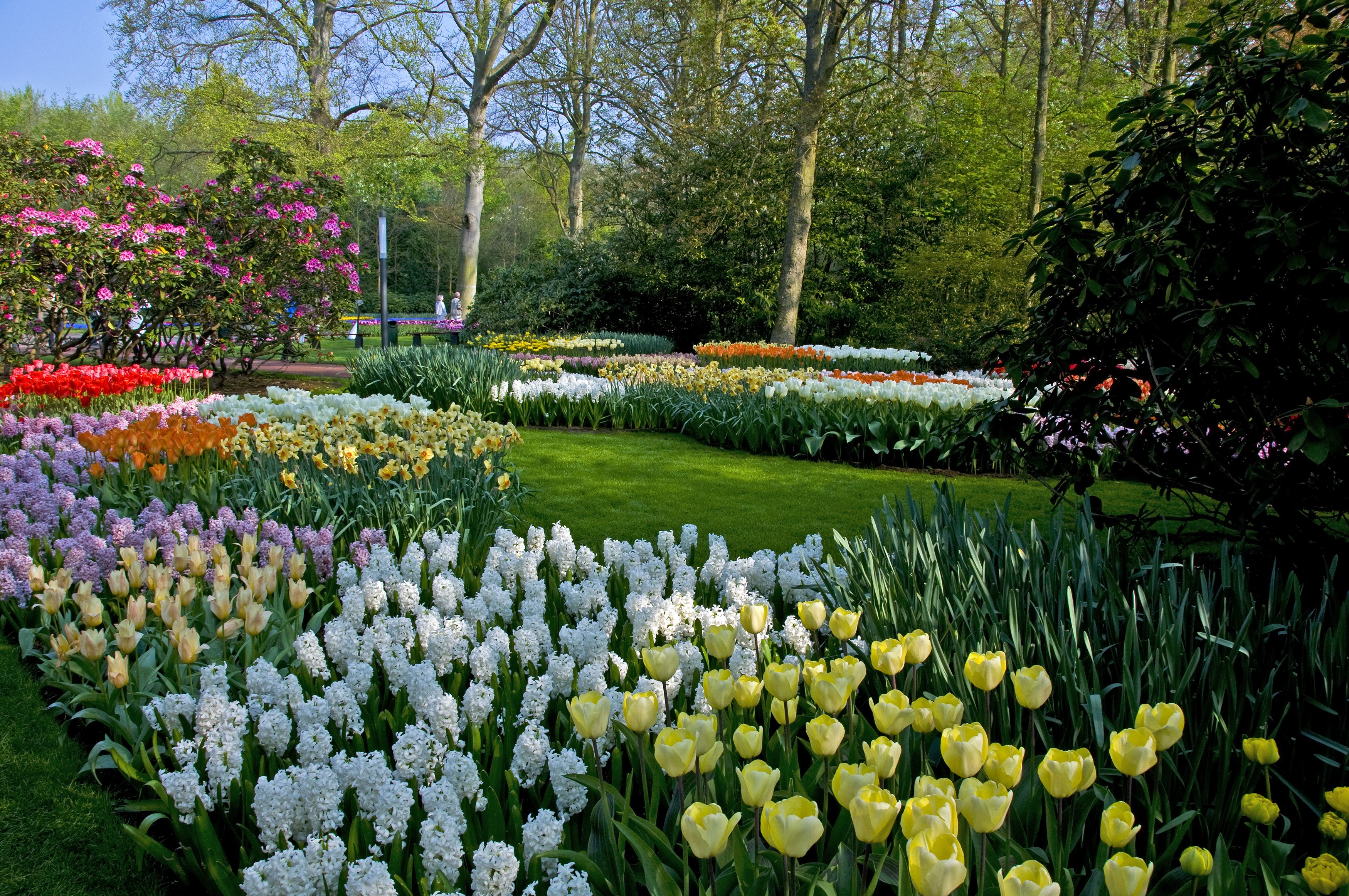 Keukenhof Gardens with Tulips and Hyacinths in the Netherlands HD Wallpaper