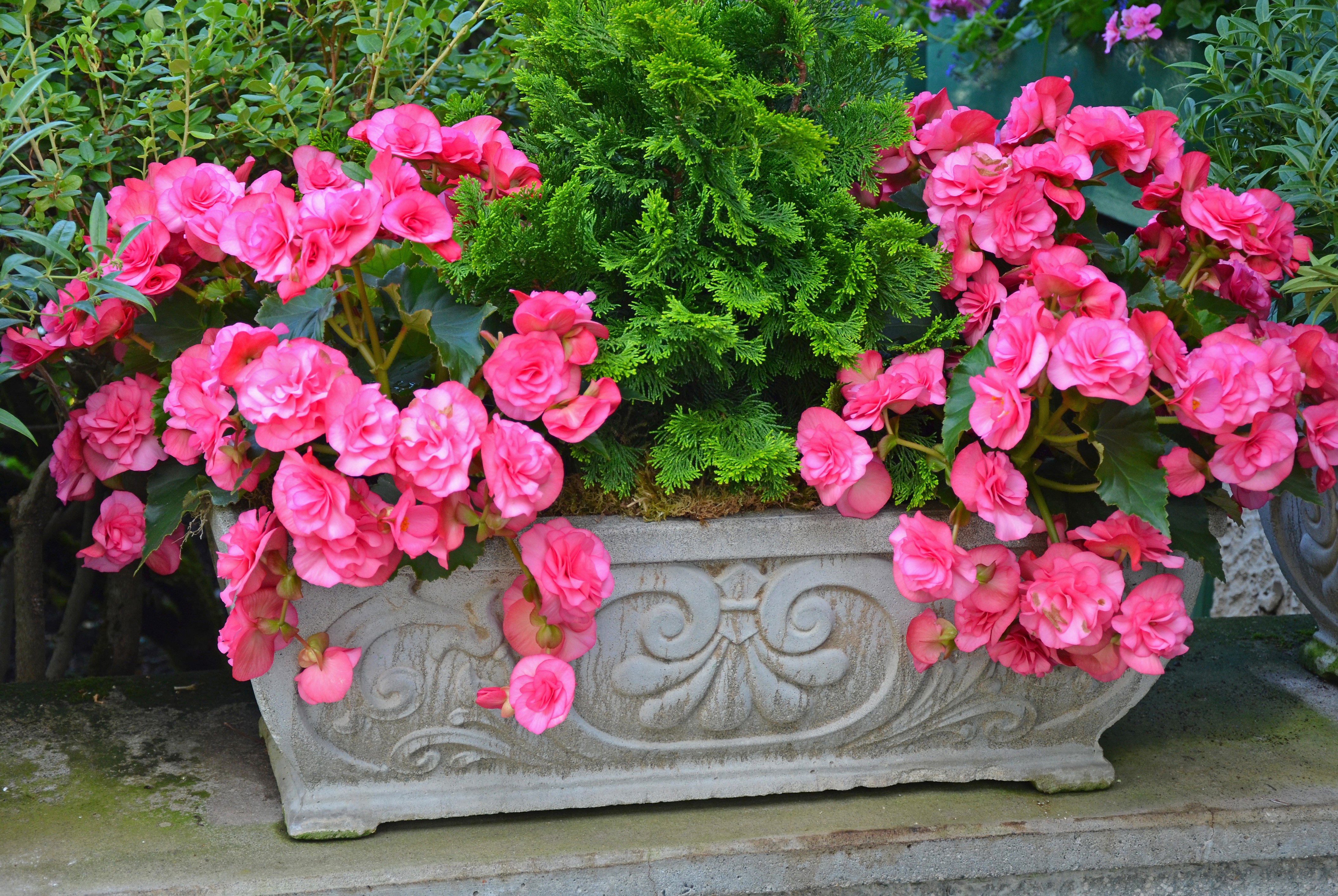 Pink Begonias in a Decorative Planter HD Wallpaper