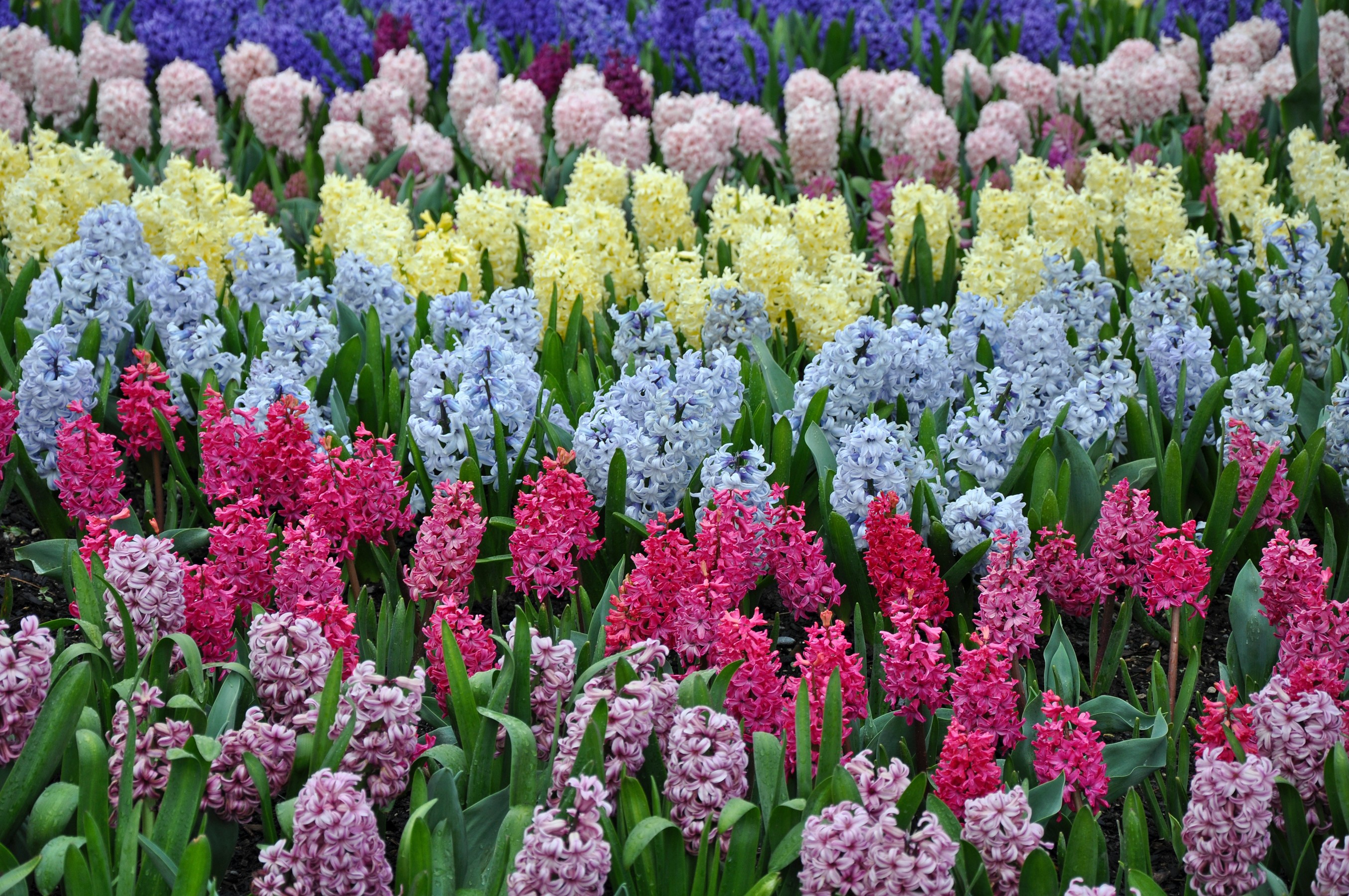 Rows of colorful hyacinths in bloom HD Wallpaper