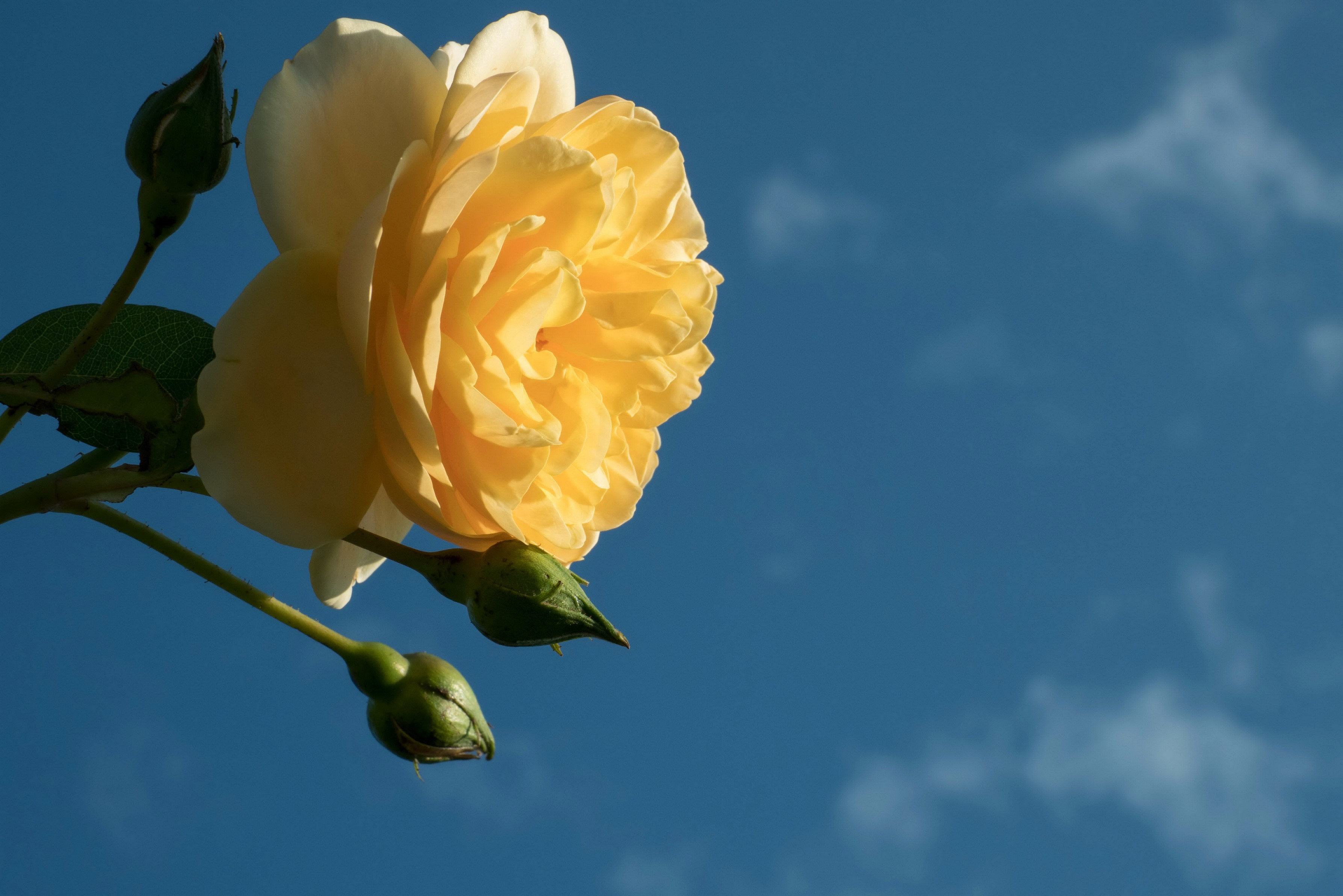 Yellow rose with buds against blue sky HD Wallpaper