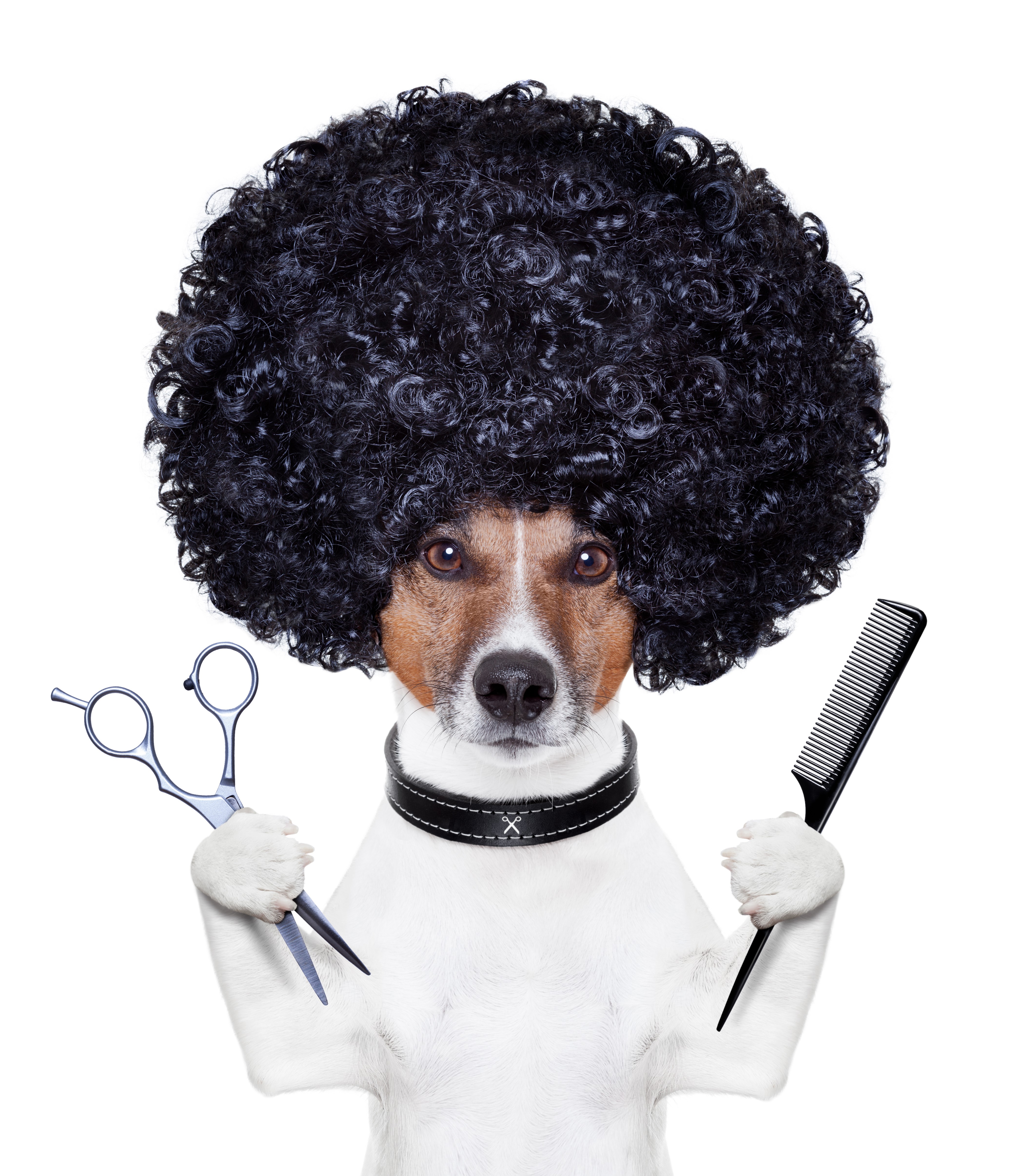 Dog with afro wig and barber tools HD Wallpaper