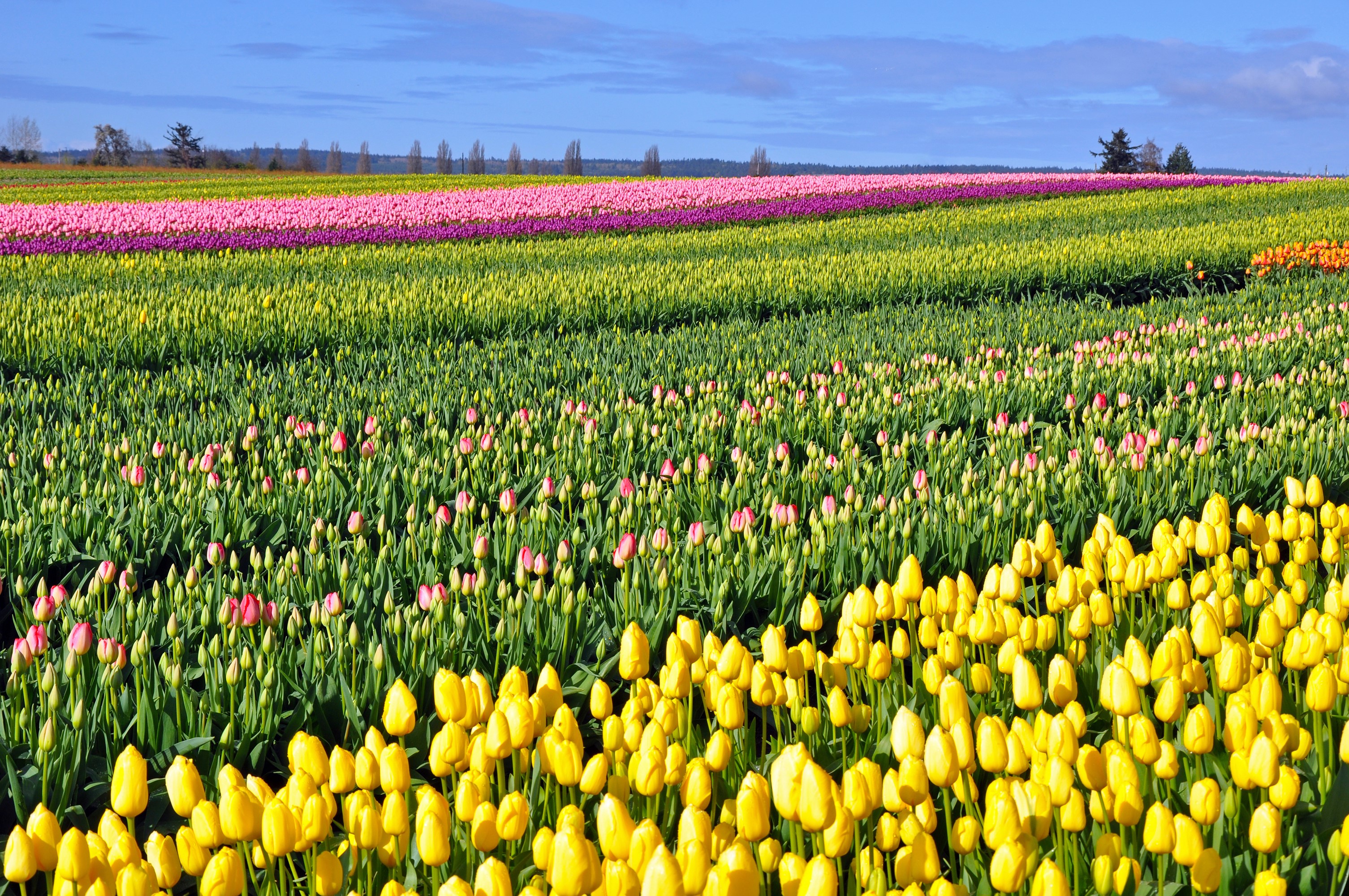 Rows of colorful tulips in a field HD Wallpaper