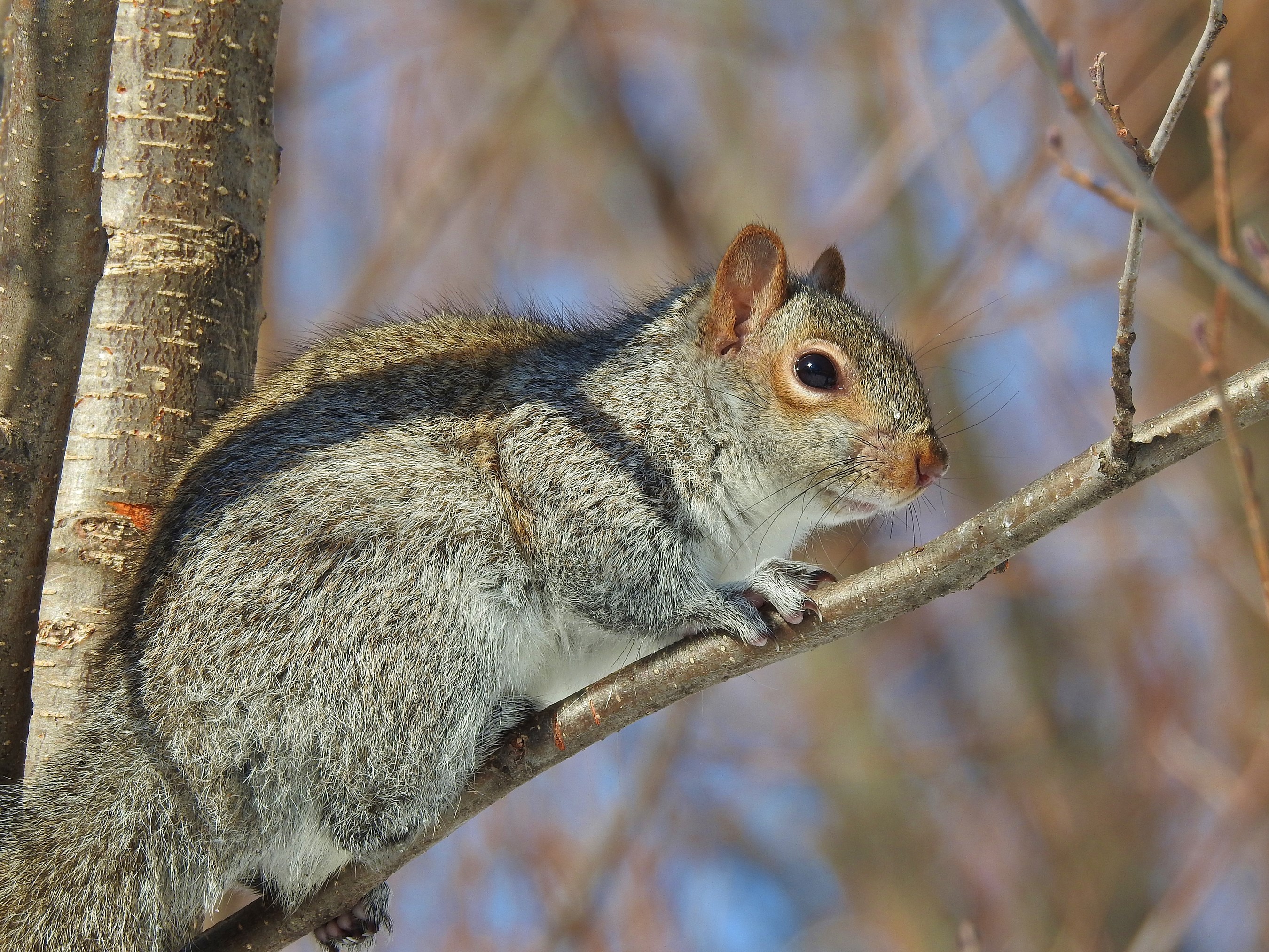 Squirrel on a tree branch HD Wallpaper