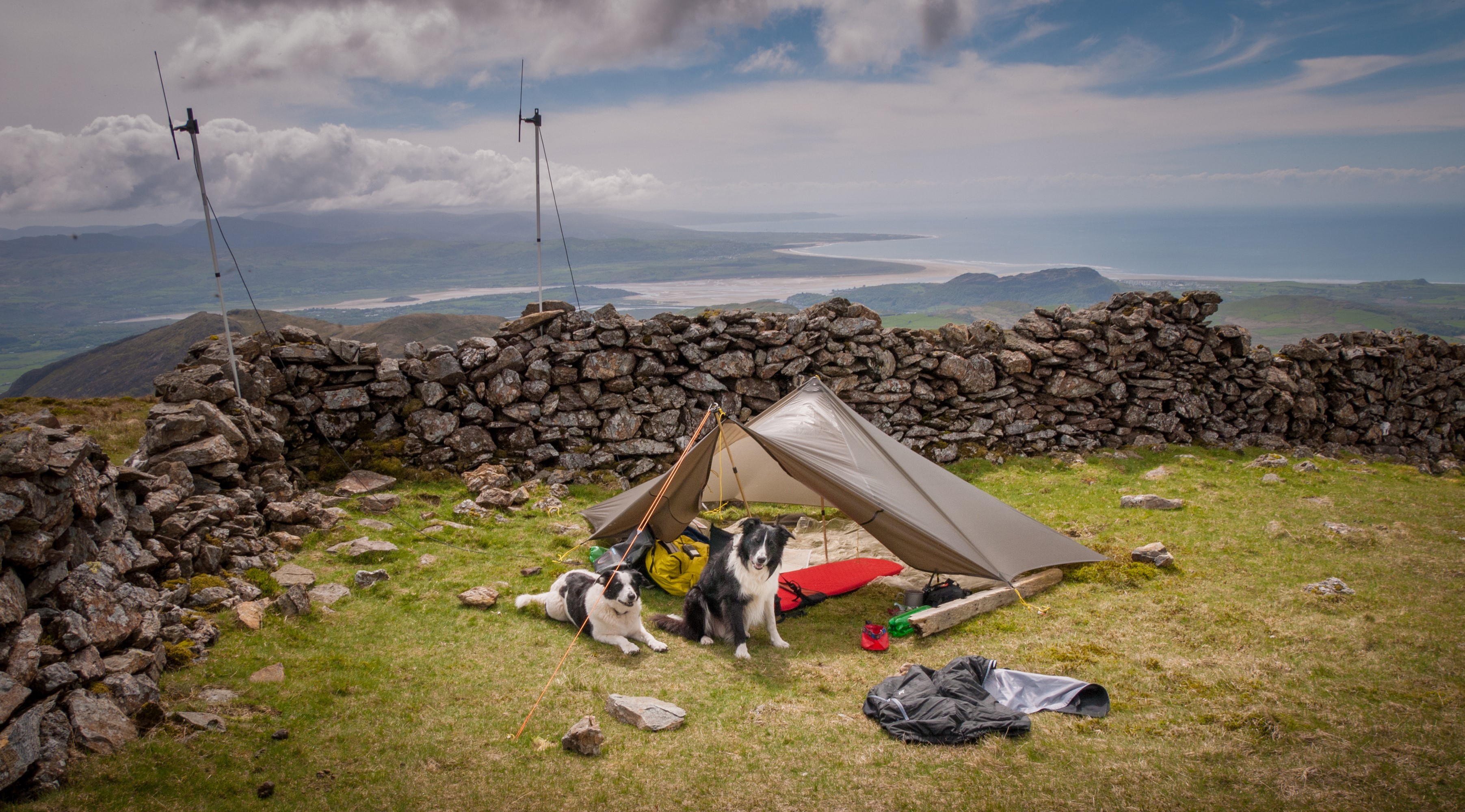 Two Border Collies at a Campsite with a Stone Wall and View HD Wallpaper