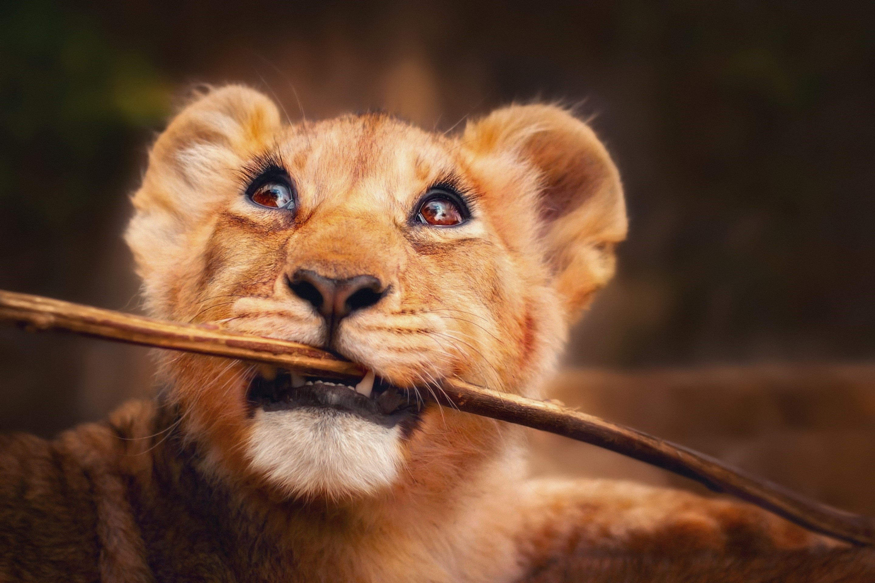 Lion cub chewing on a stick HD Wallpaper