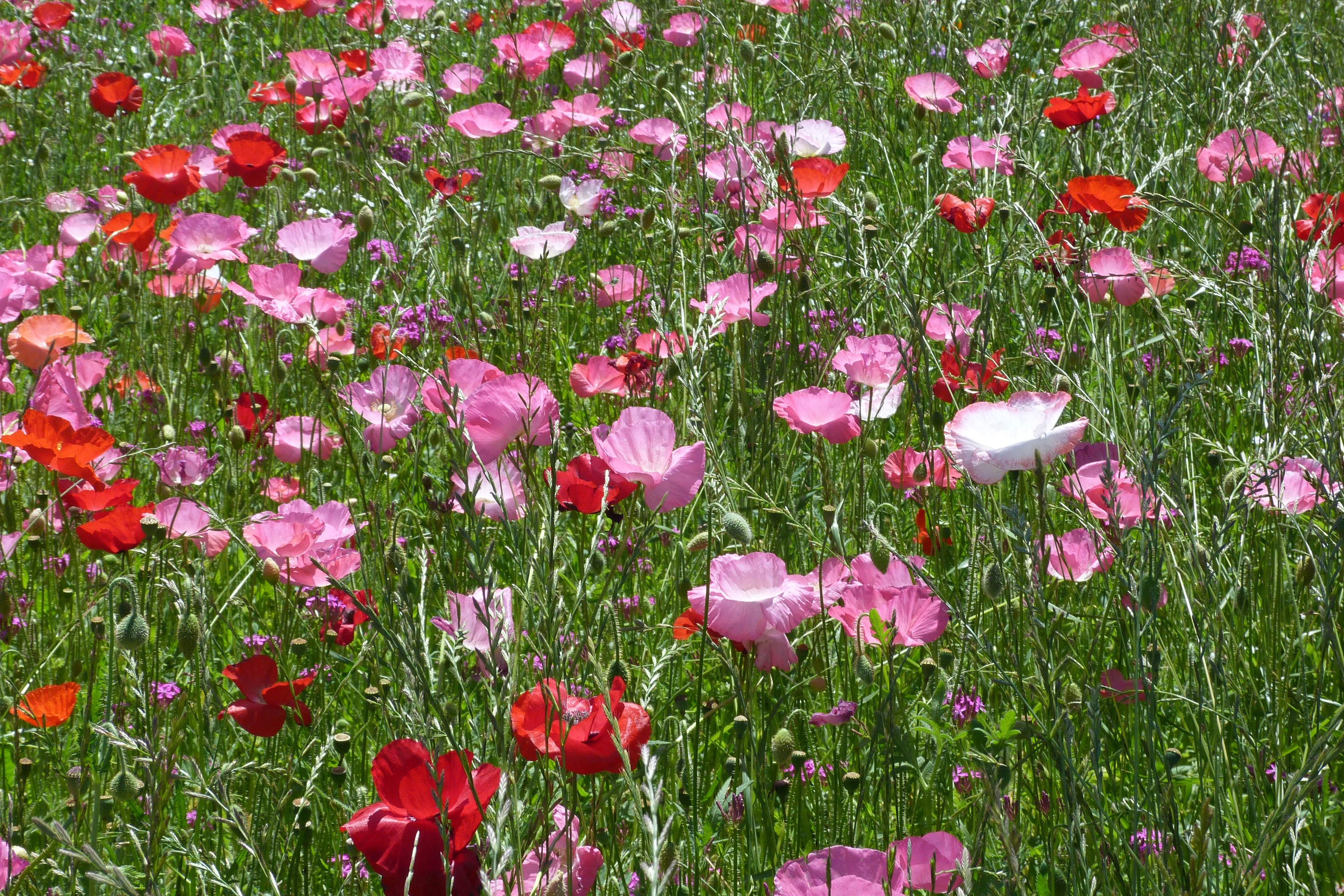 Field of Red and Pink Poppies HD Wallpaper