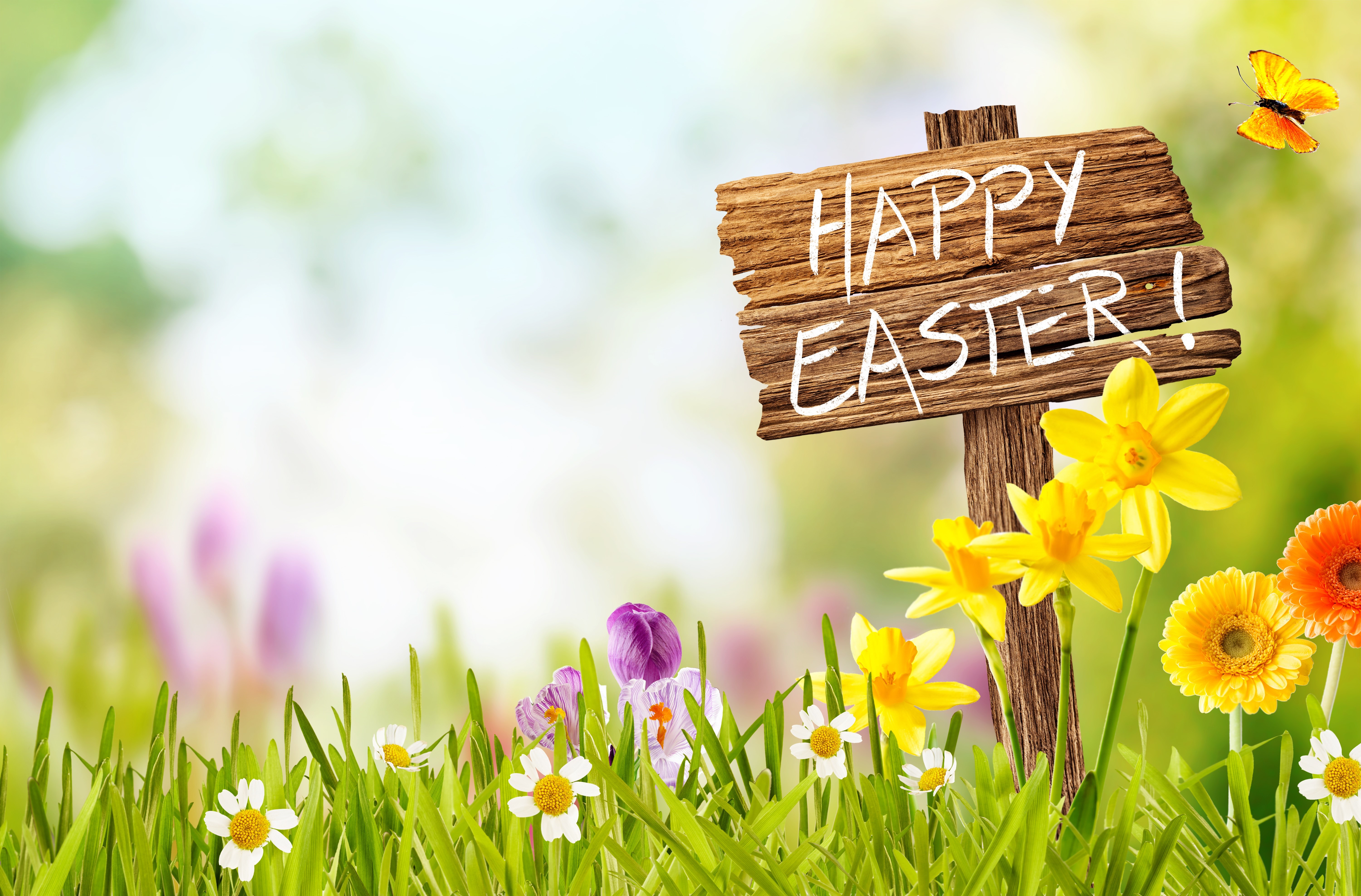 Happy Easter wooden sign with daffodils and butterfly HD Wallpaper
