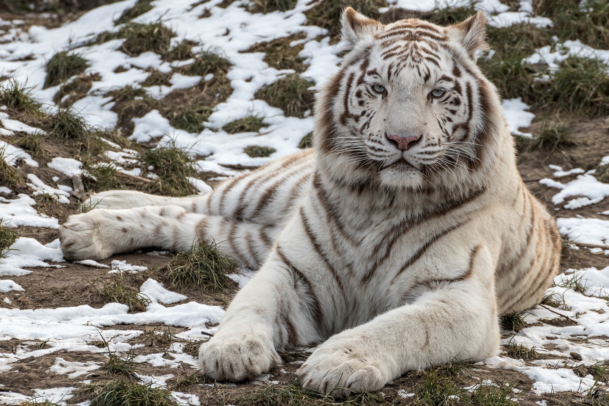 White tiger lying on the ground with snow HD Wallpaper