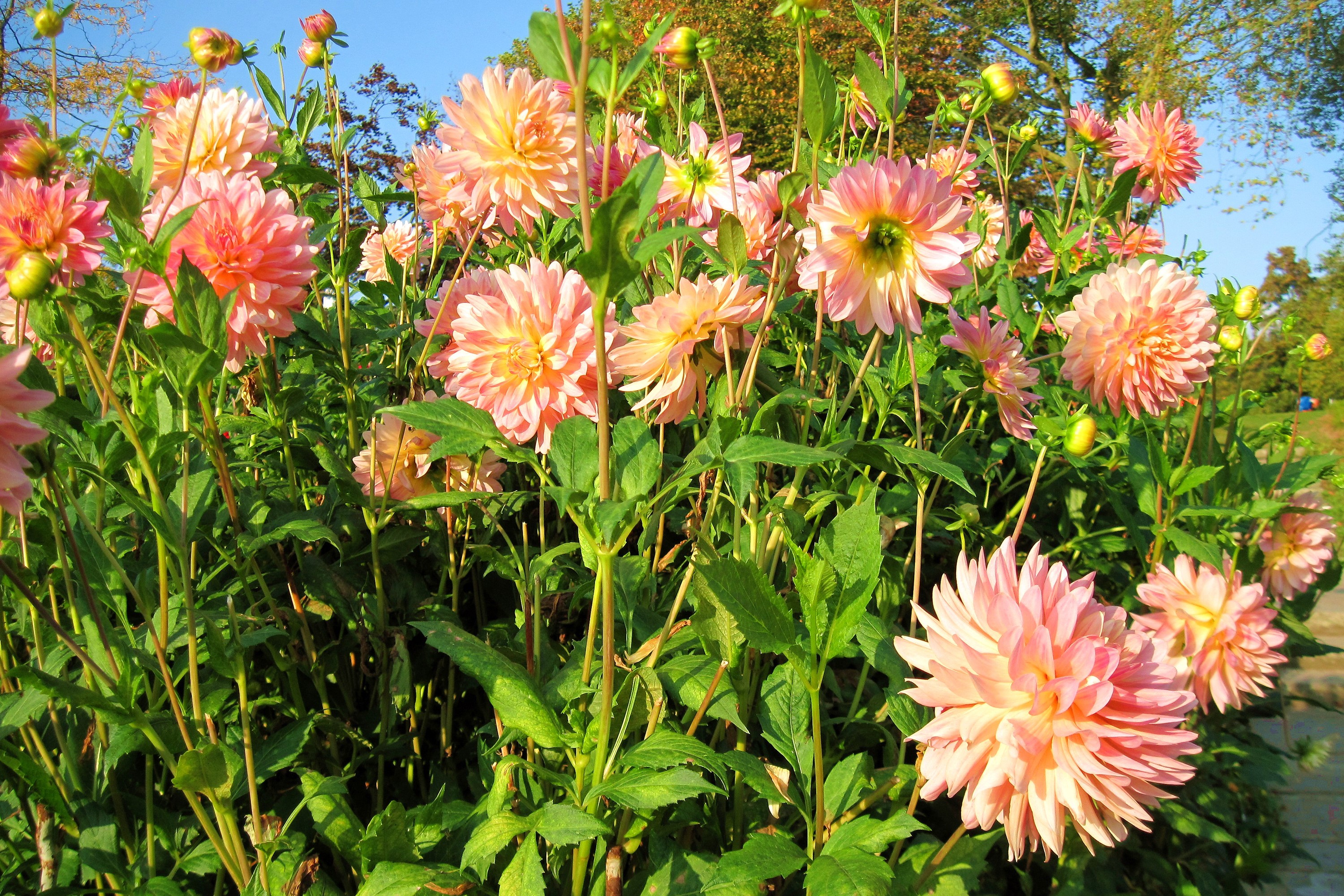 Pink and yellow dahlias in a garden HD Wallpaper