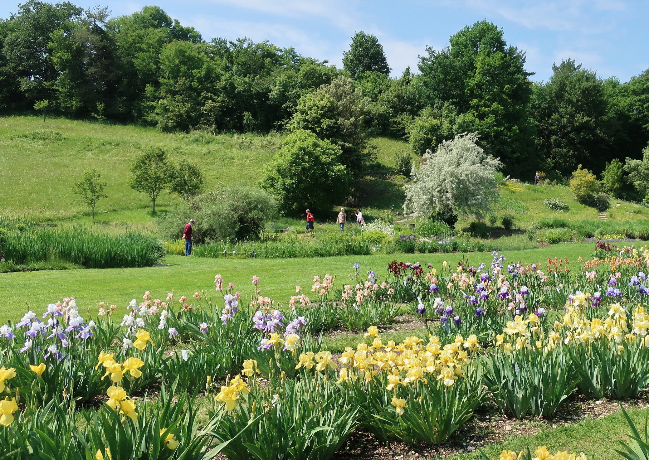 Iris garden with people walking in Basel, Switzerland HD Wallpaper