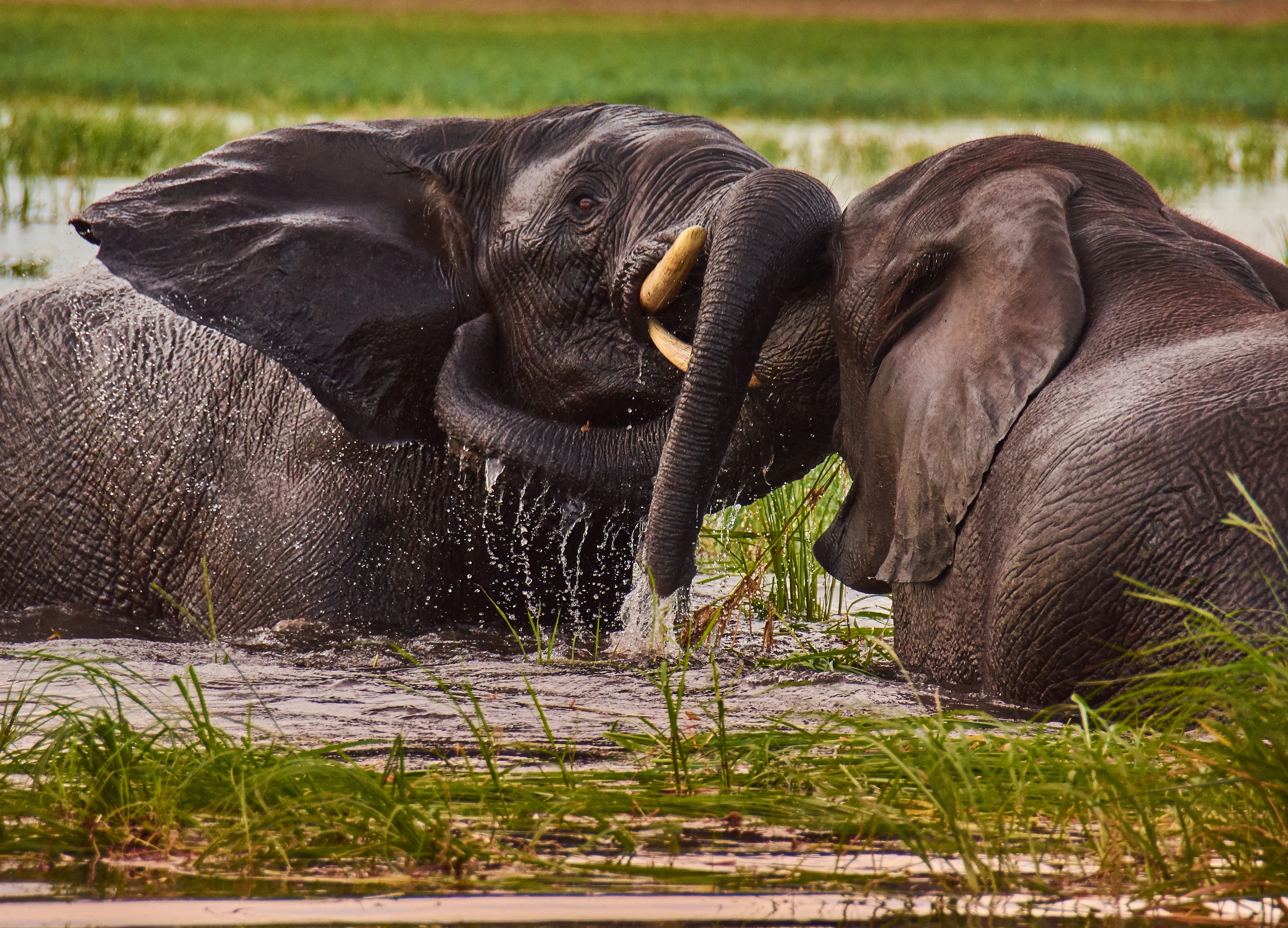 Two elephants playing in water HD Wallpaper